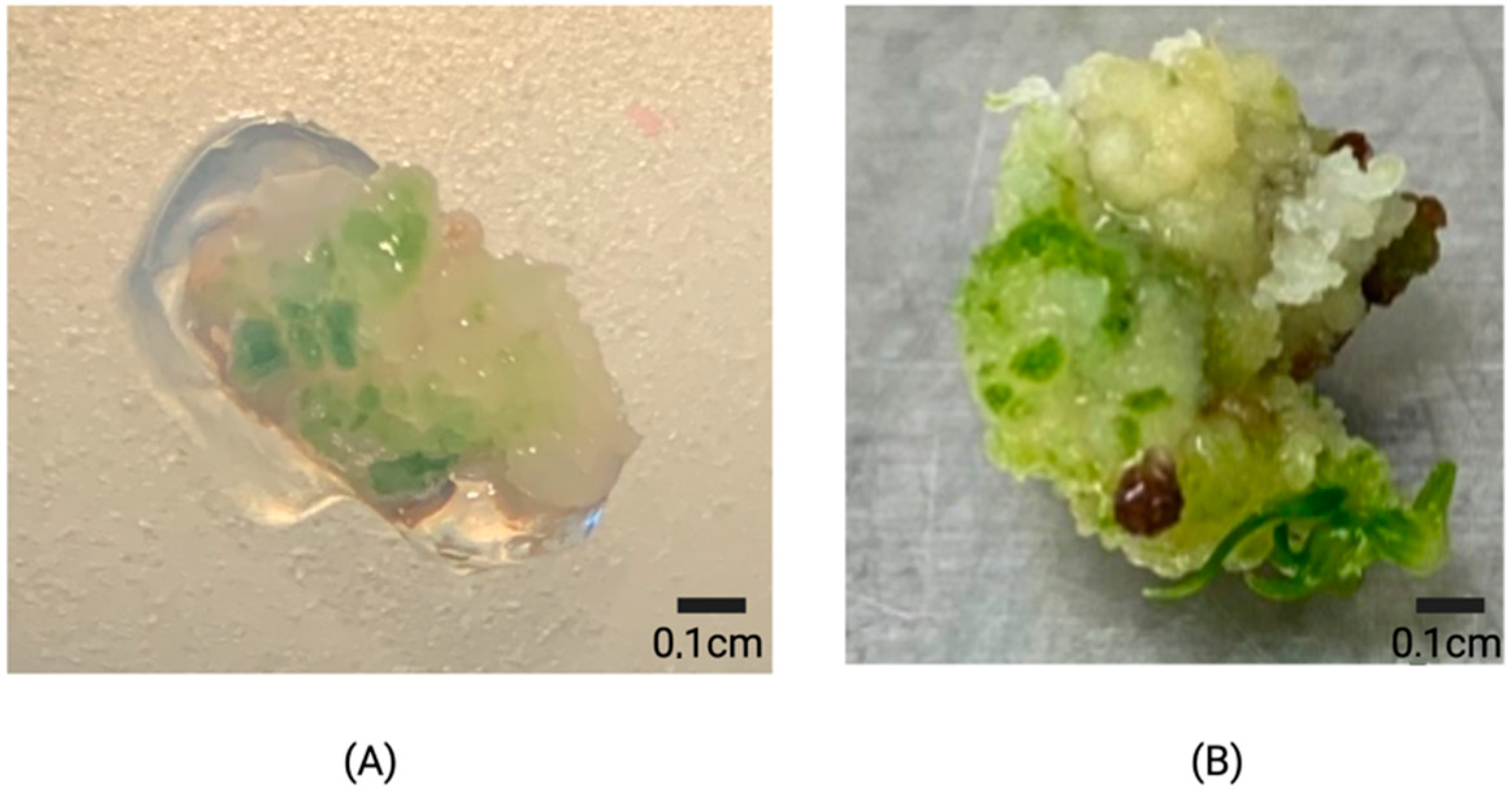 Plants 11 00375 g005 Plants 11 00375 g005