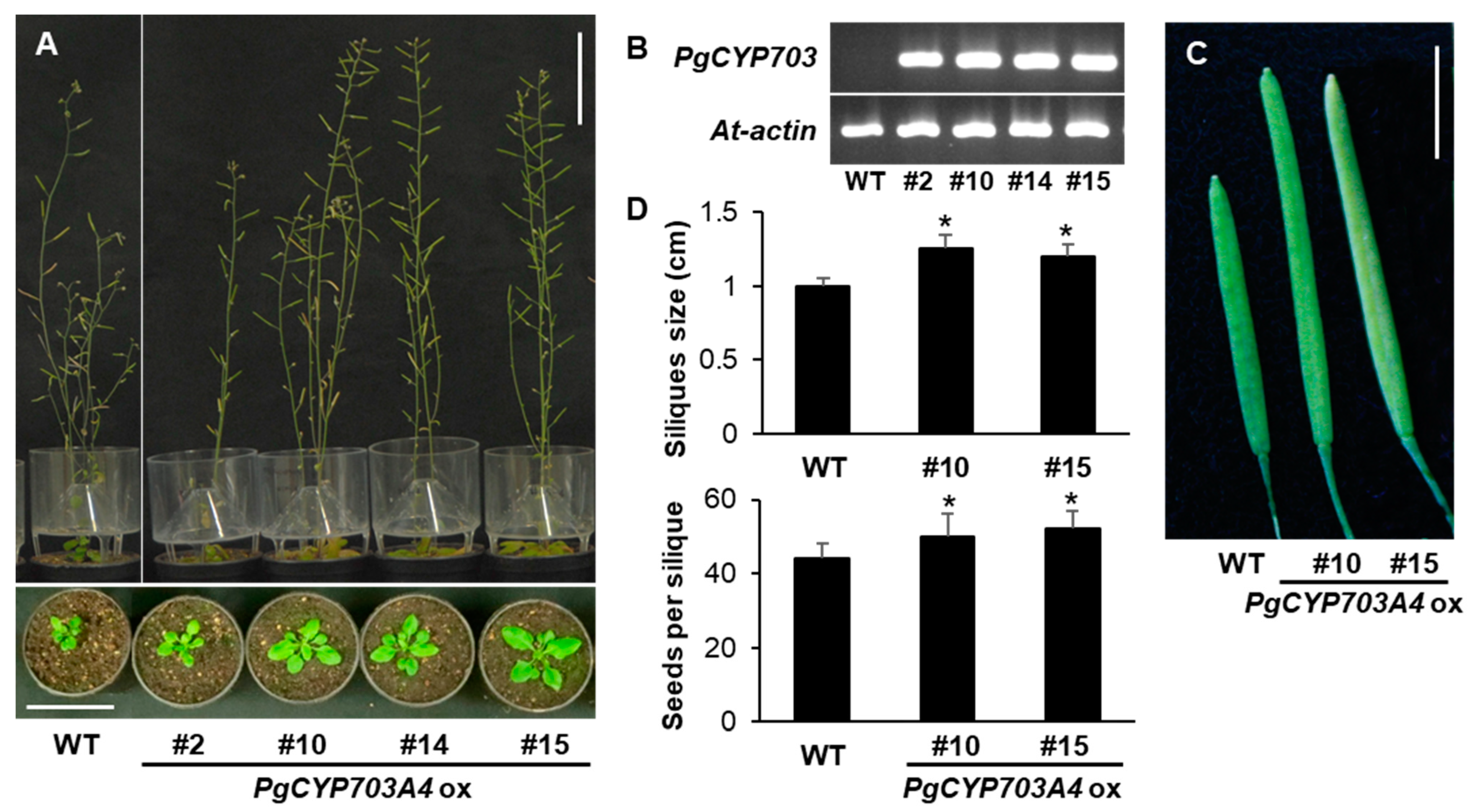 Plants 11 00383 g004 550