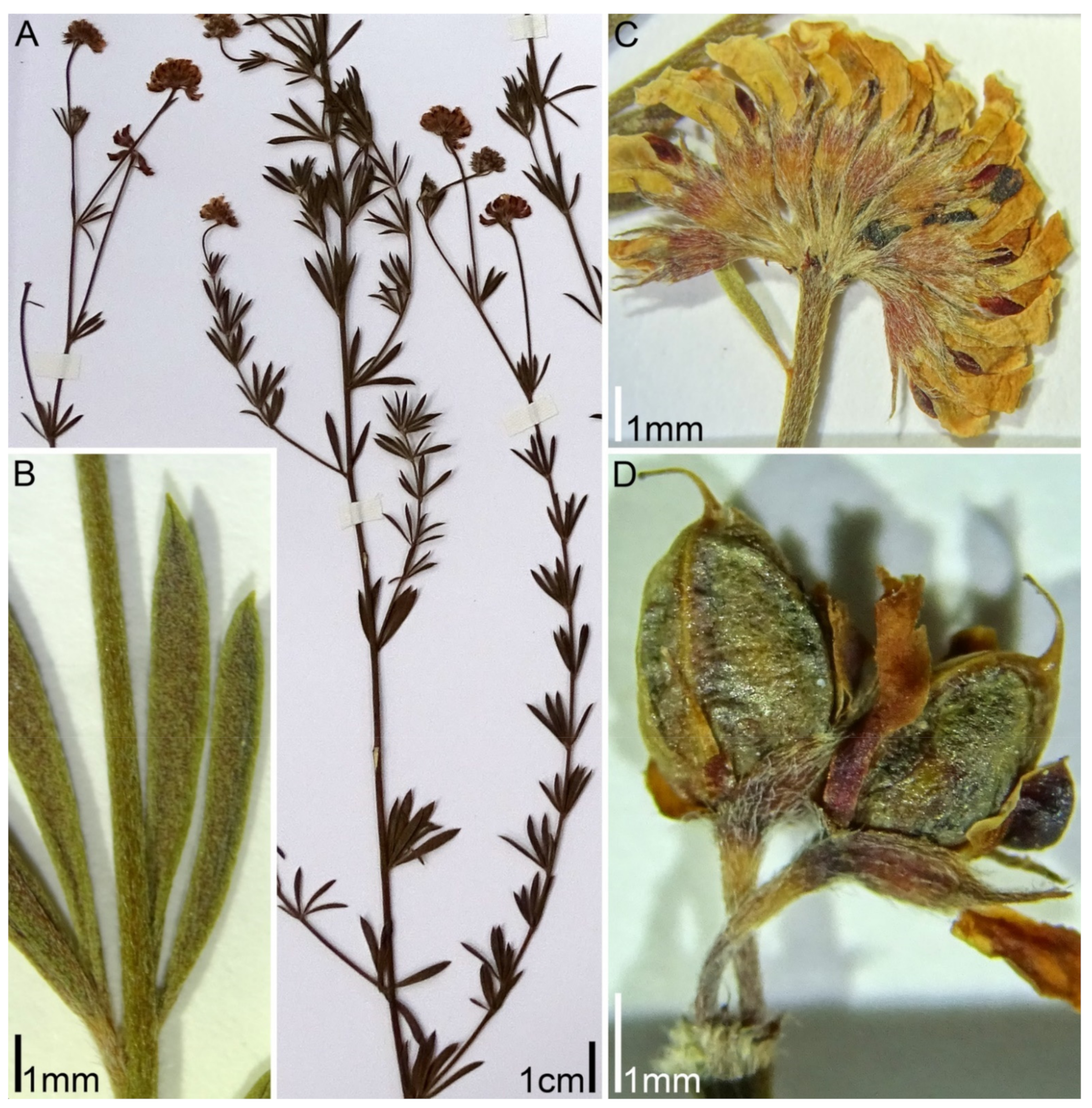 Plants 11 00410 g002