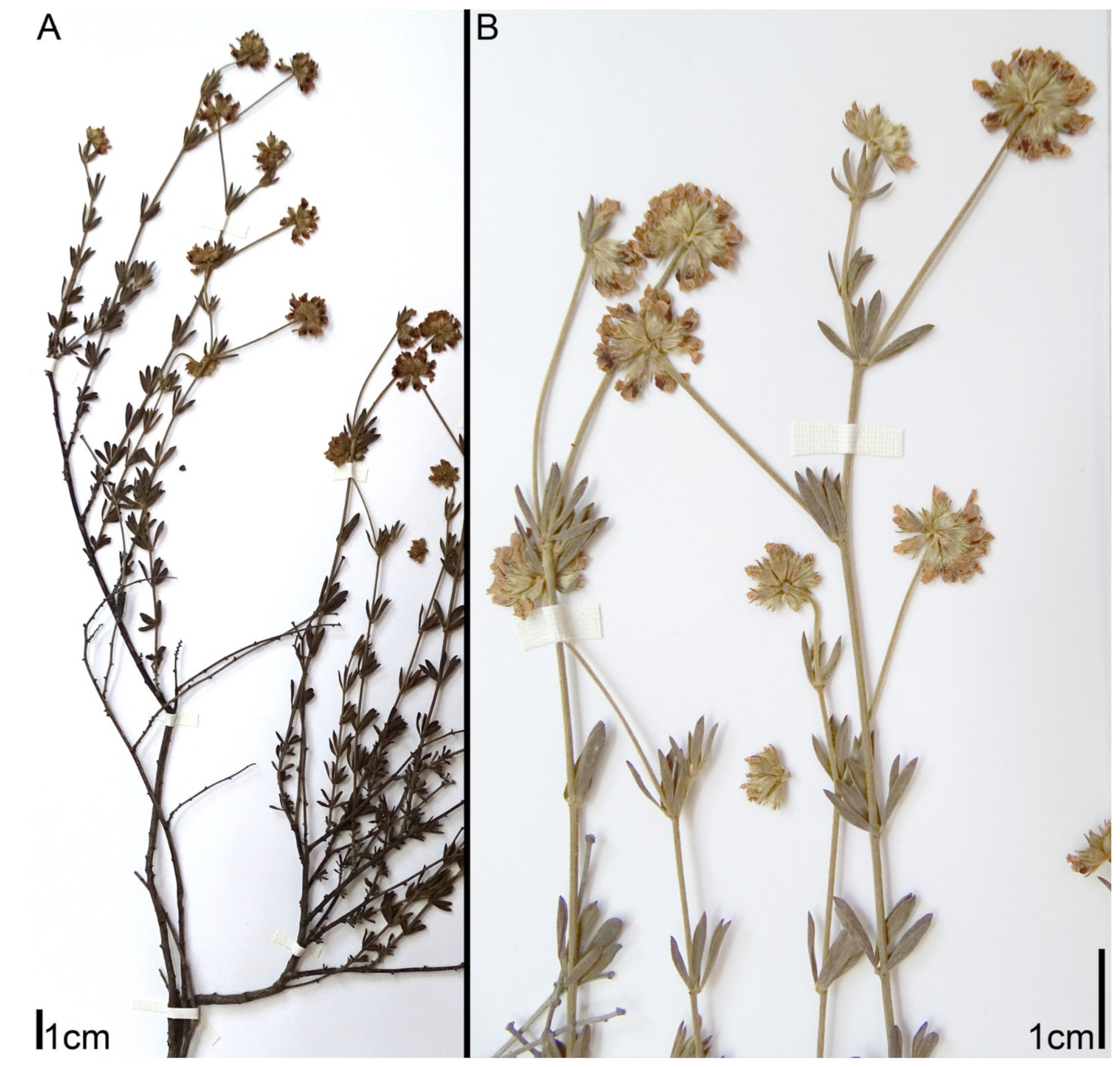 Plants 11 00410 g004