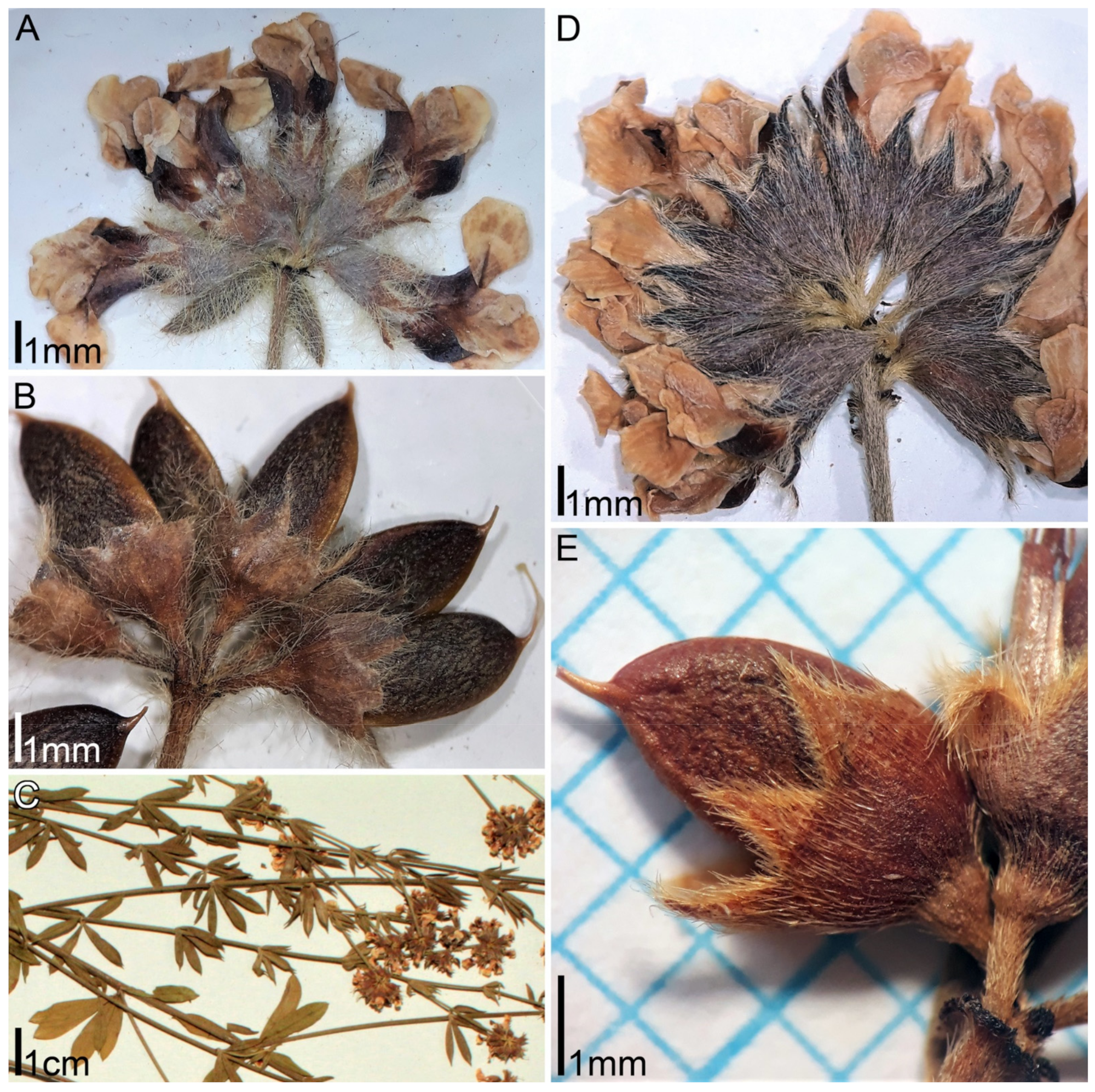 Plants 11 00410 g005