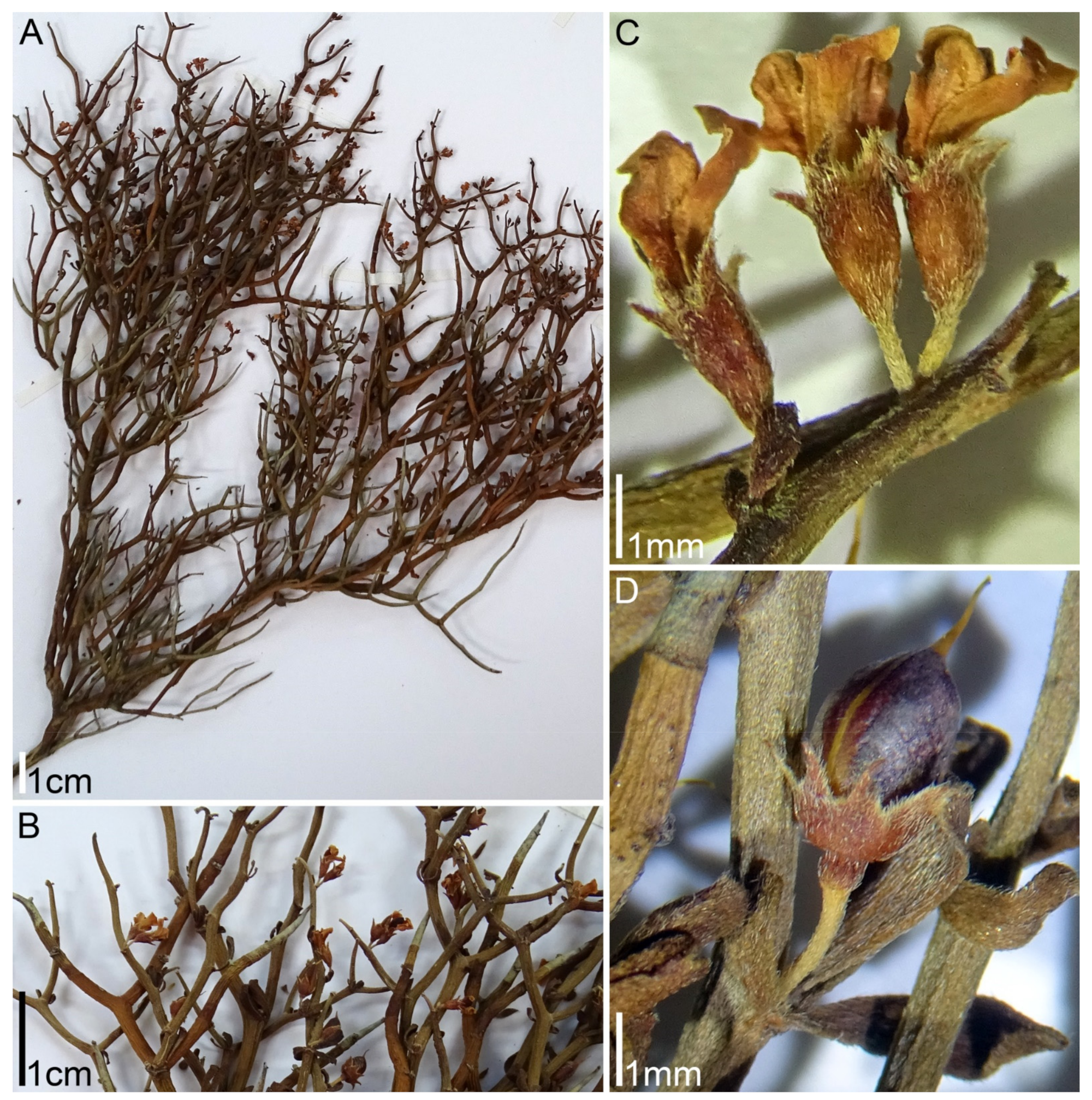 Plants 11 00410 g006