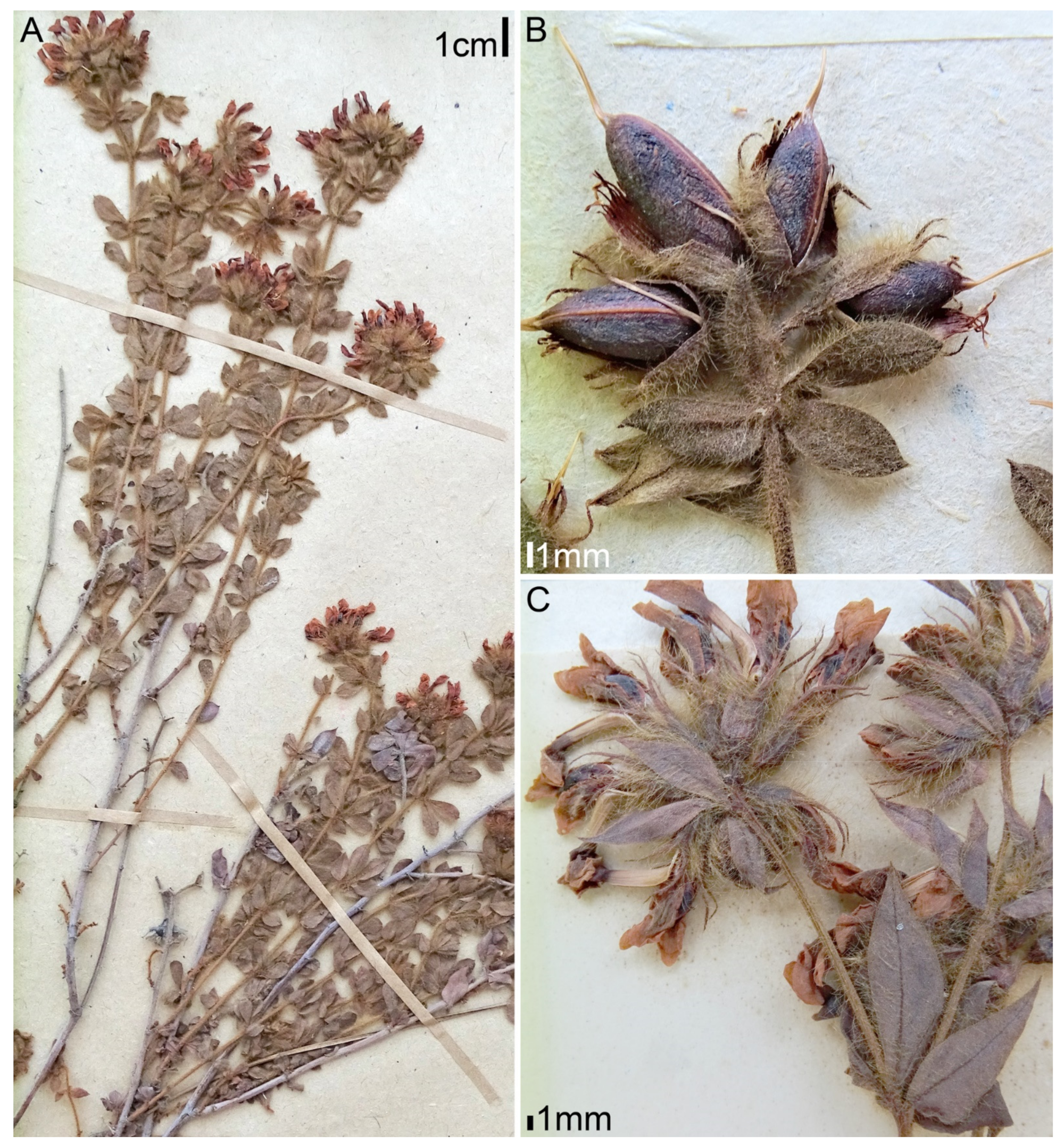 Plants 11 00410 g007