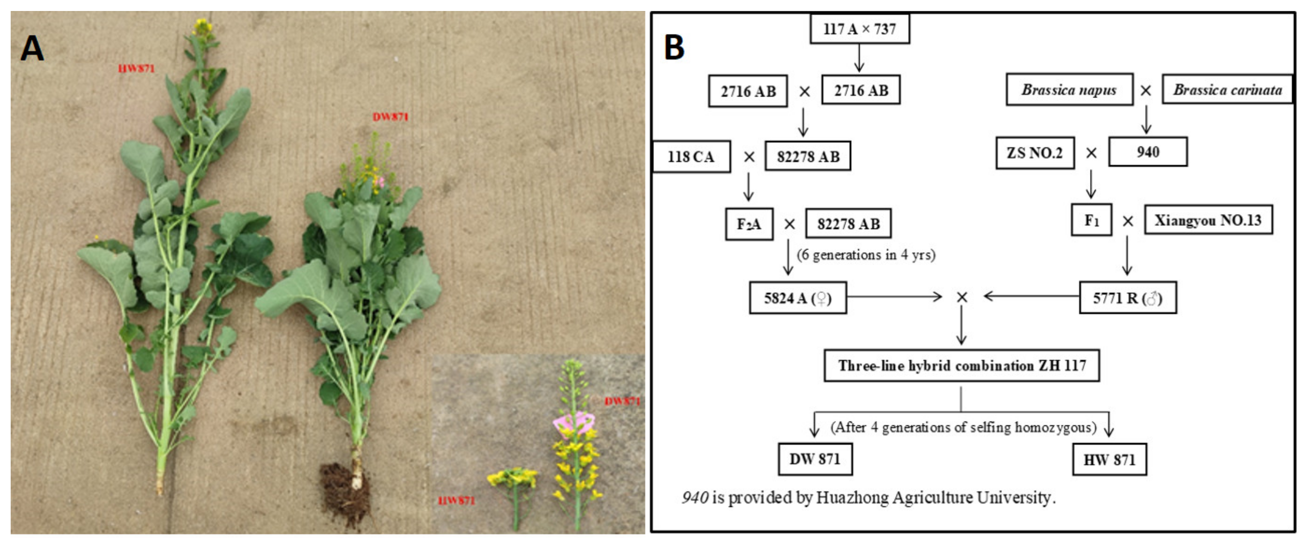 Plants 11 00413 g010 550