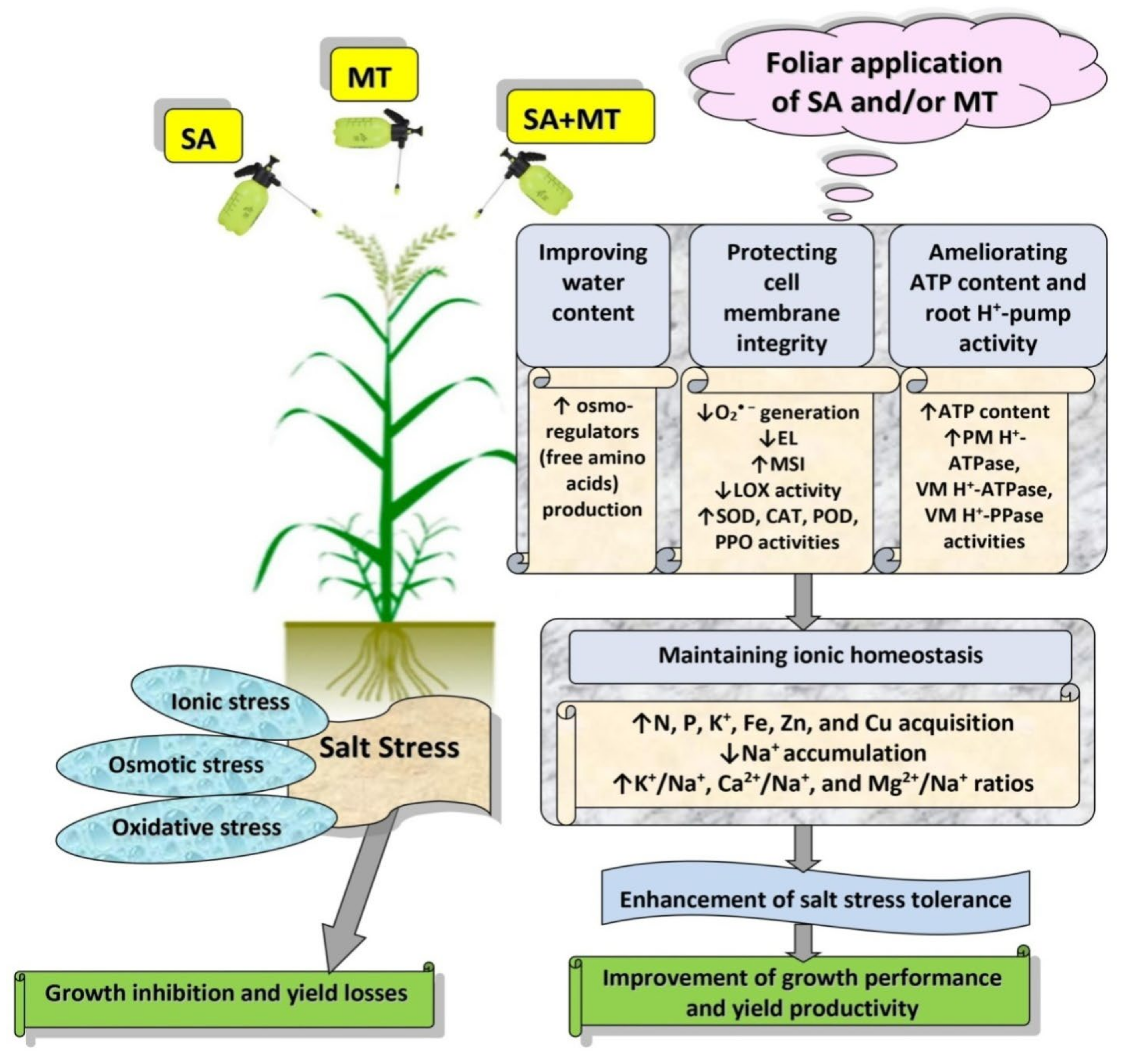 Plants 11 00416 g007 Plants 11 00416 g007