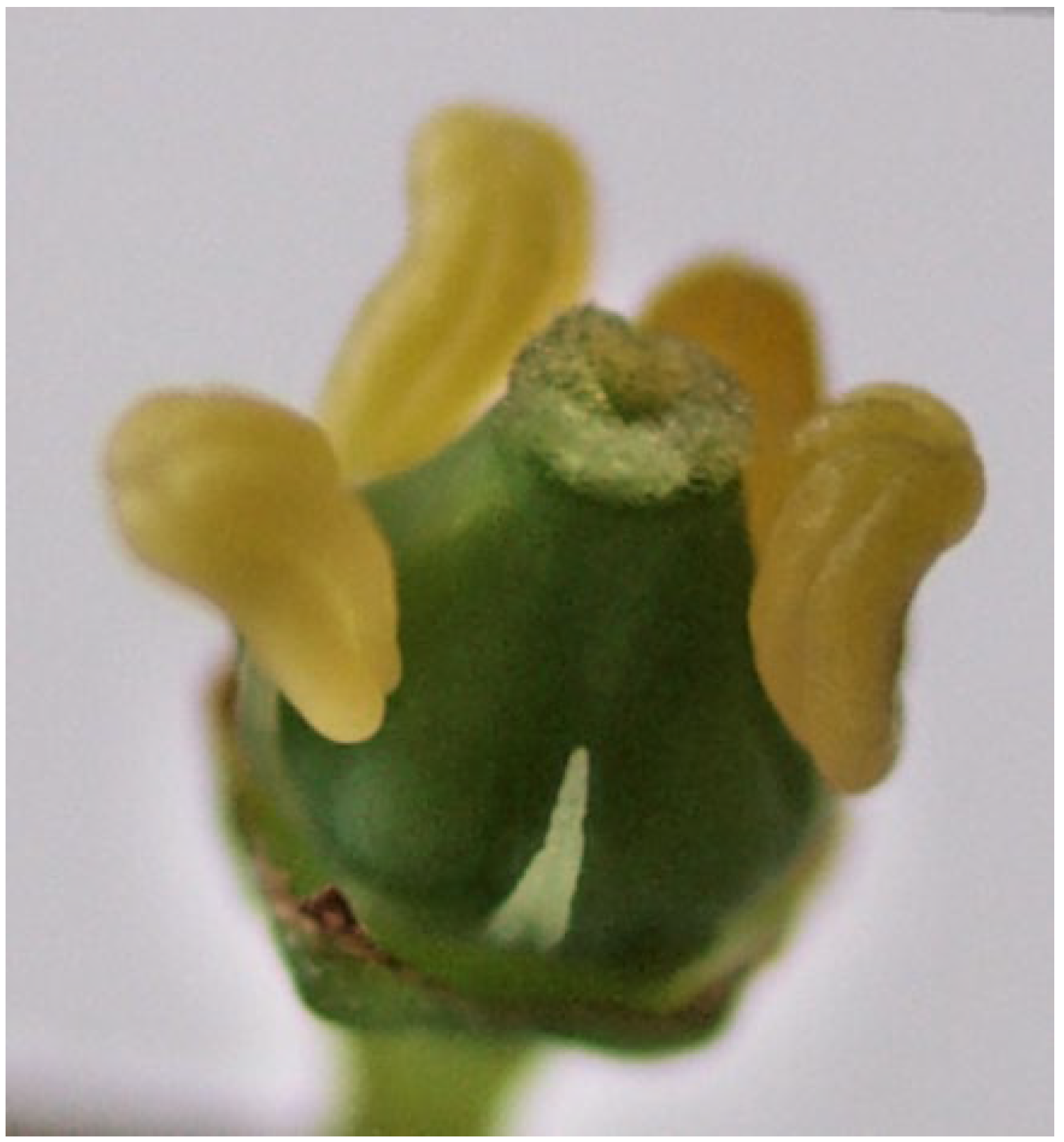 Plants 11 00420 g001 550