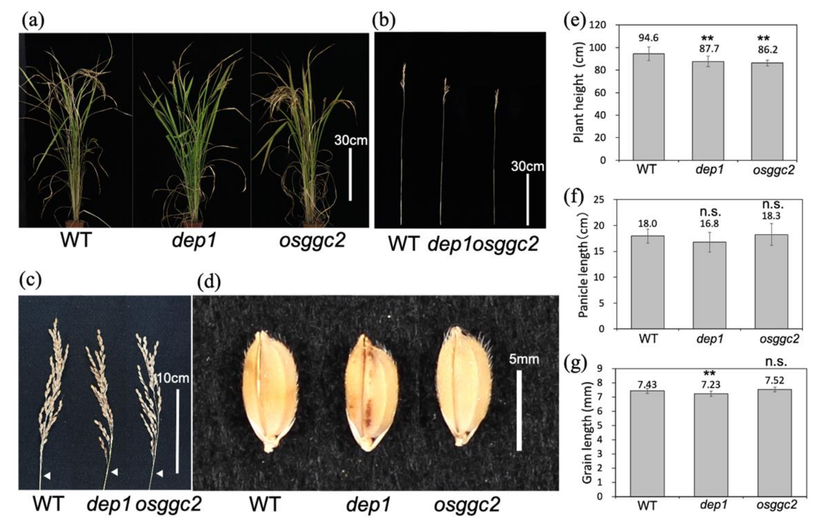 Plants 11 00422 g002
