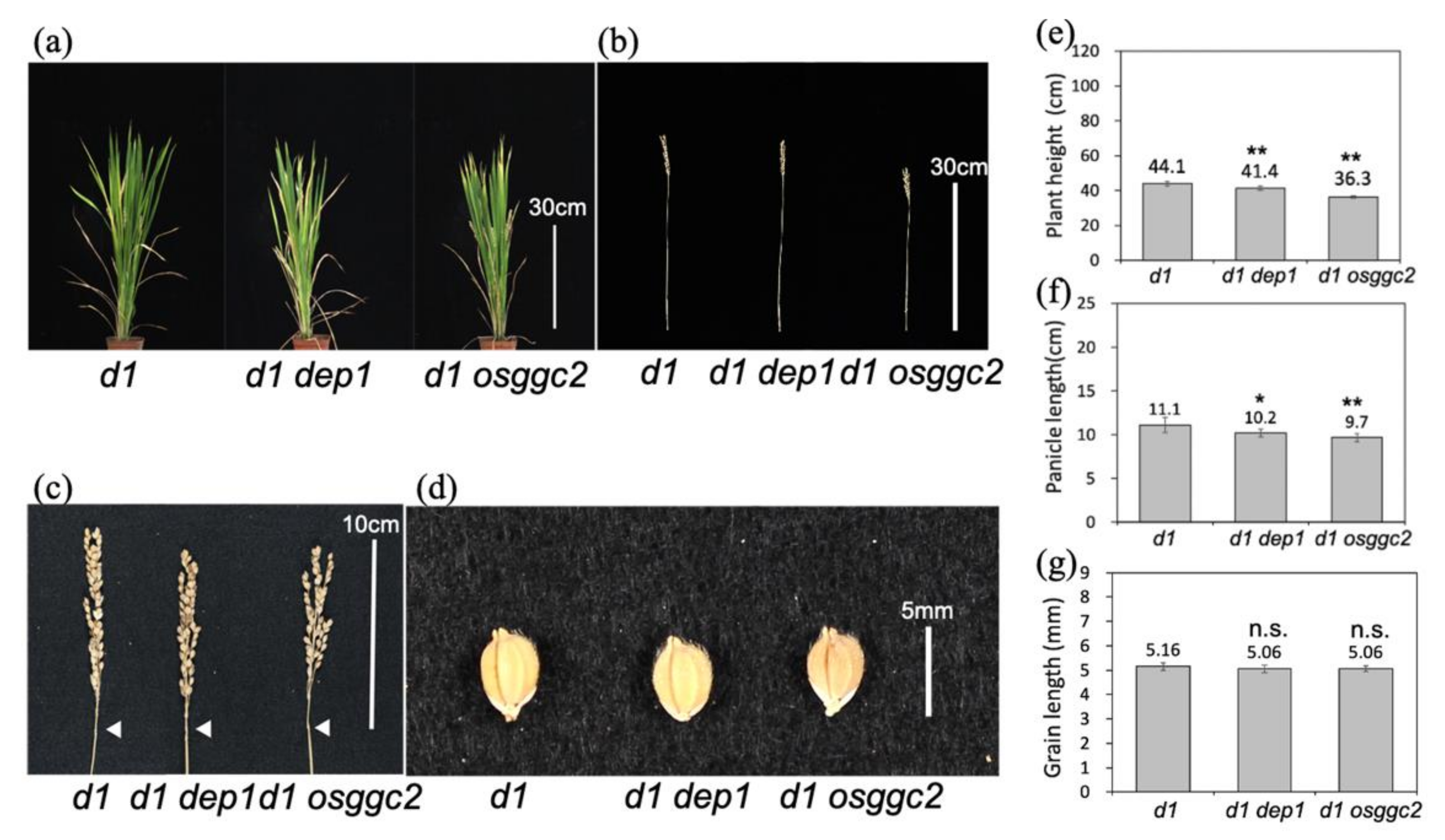 Plants 11 00422 g003