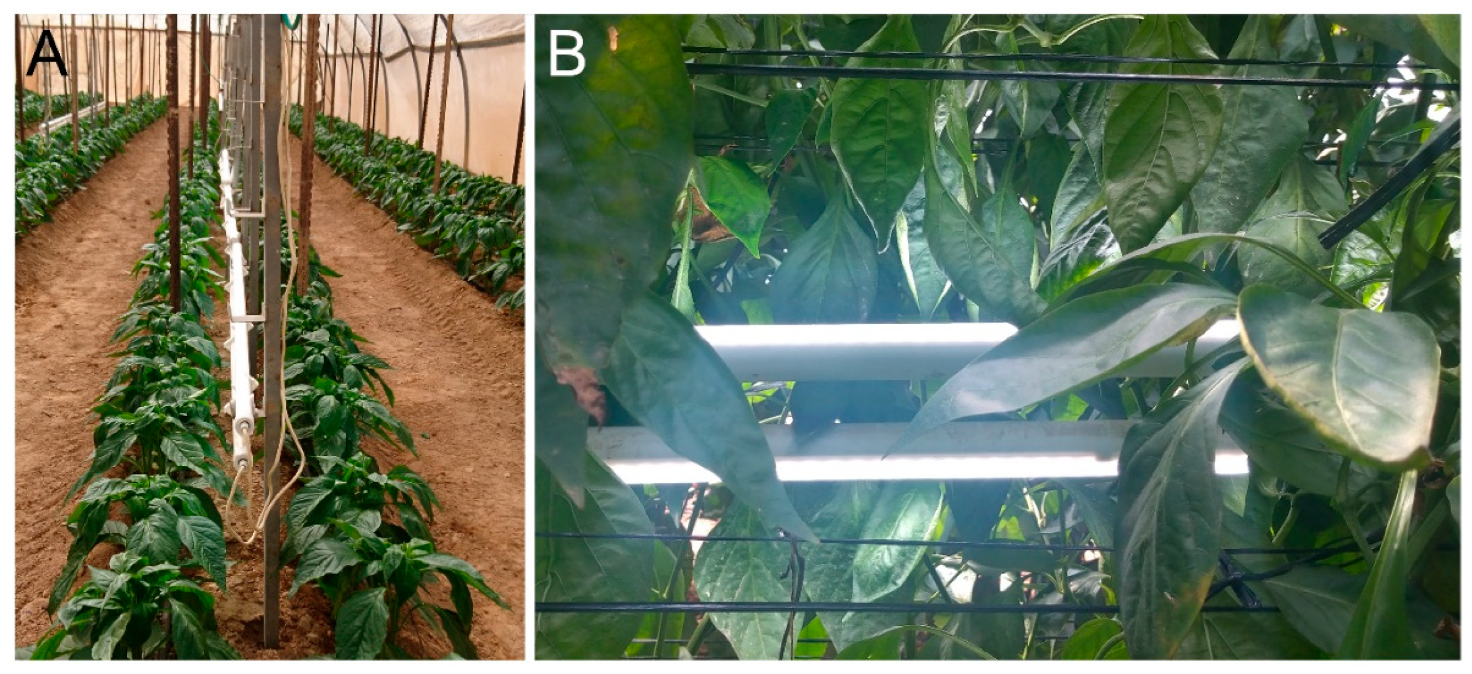 Plants 11 00424 g001