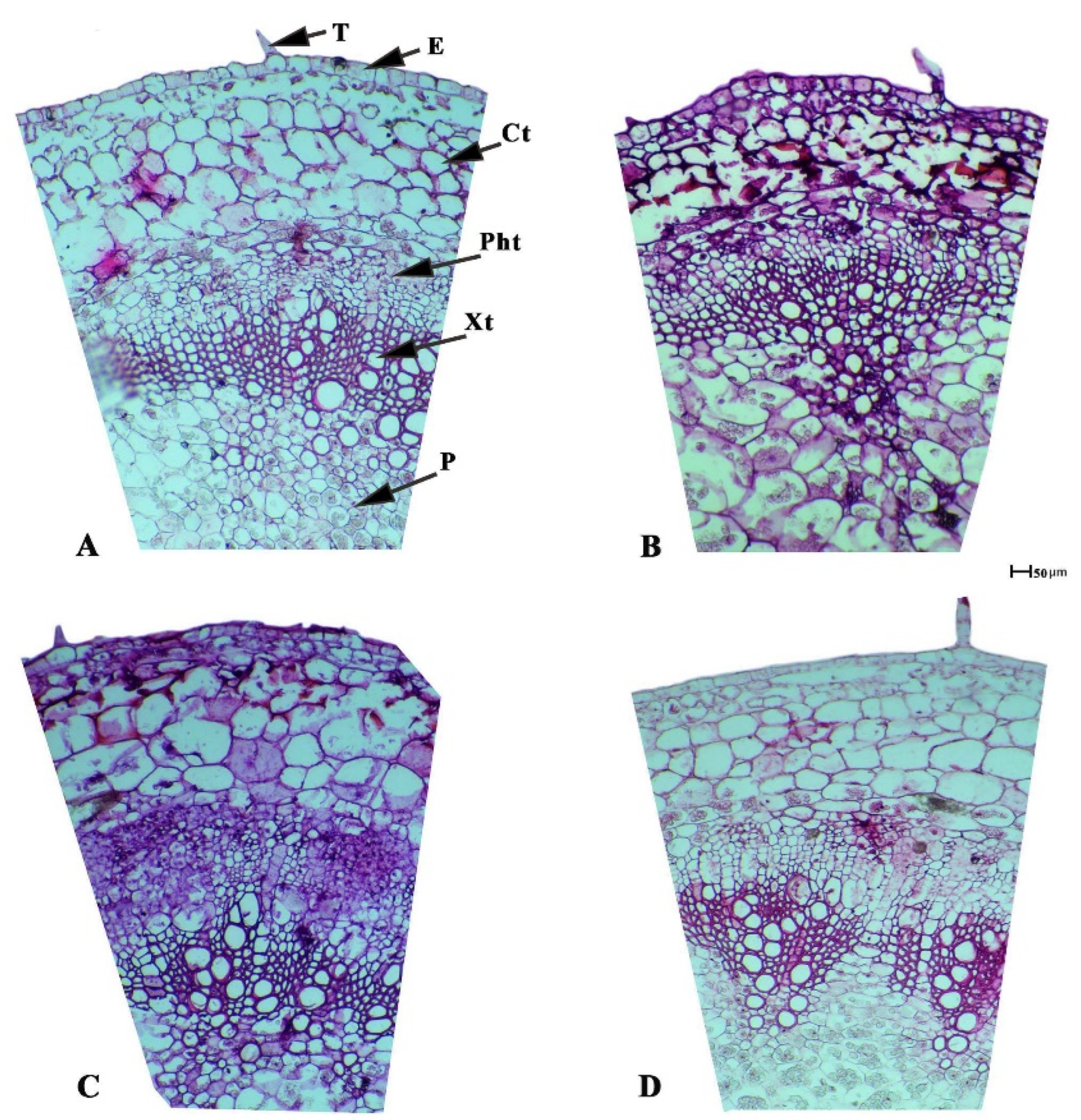 Plants 11 00425 g003 550
