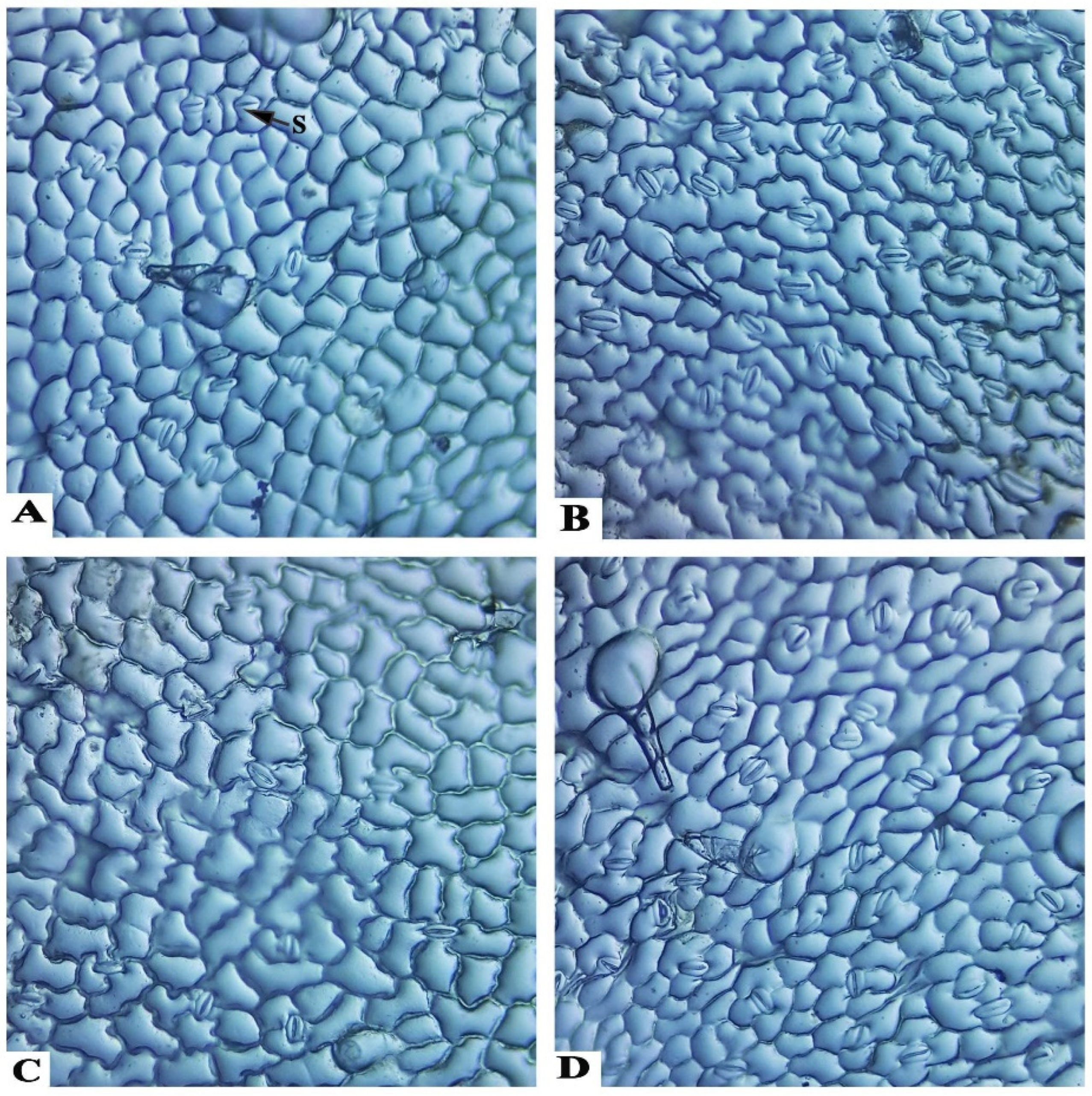 Plants 11 00425 g004 550