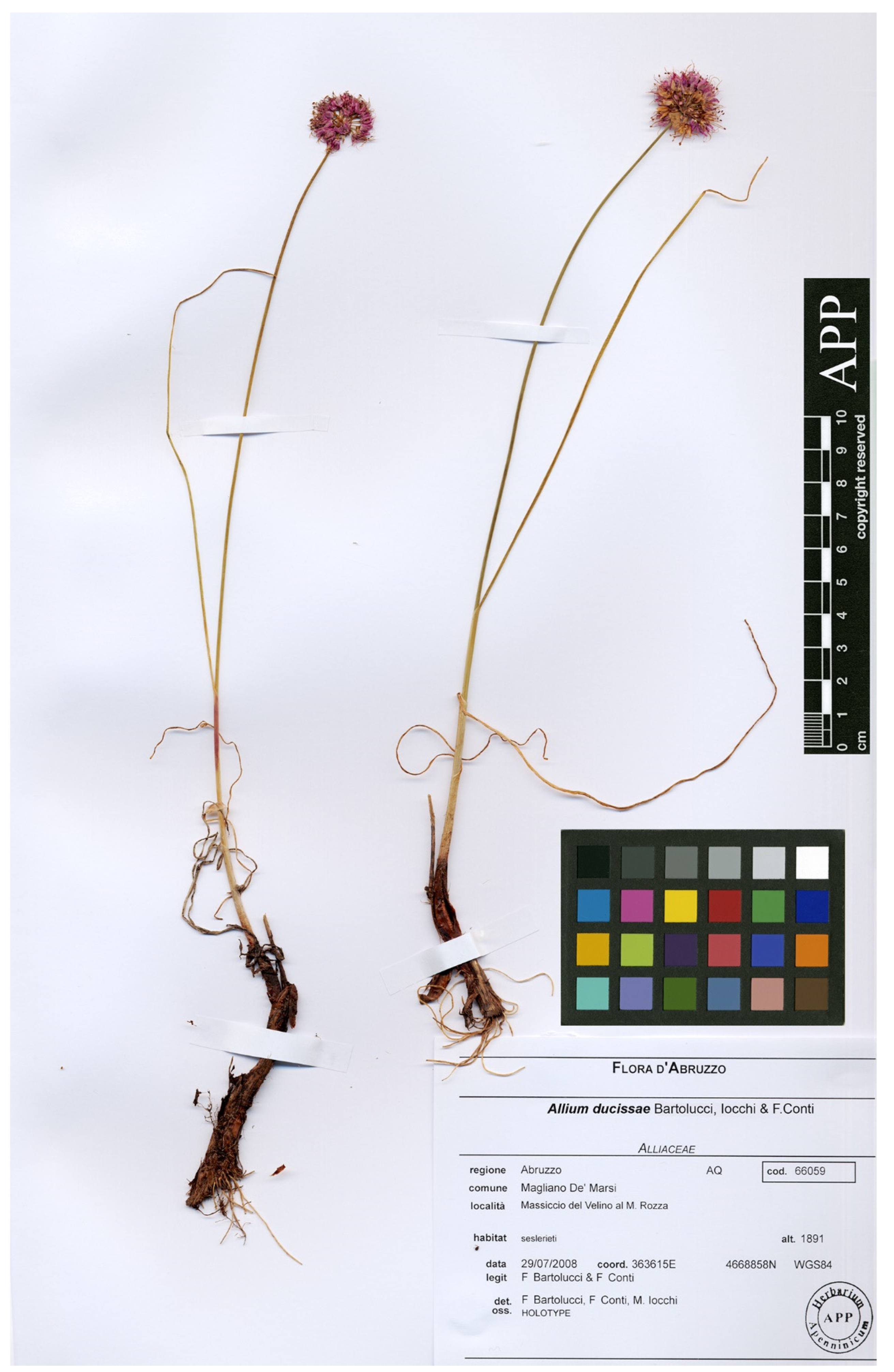 Plants 11 00426 g002