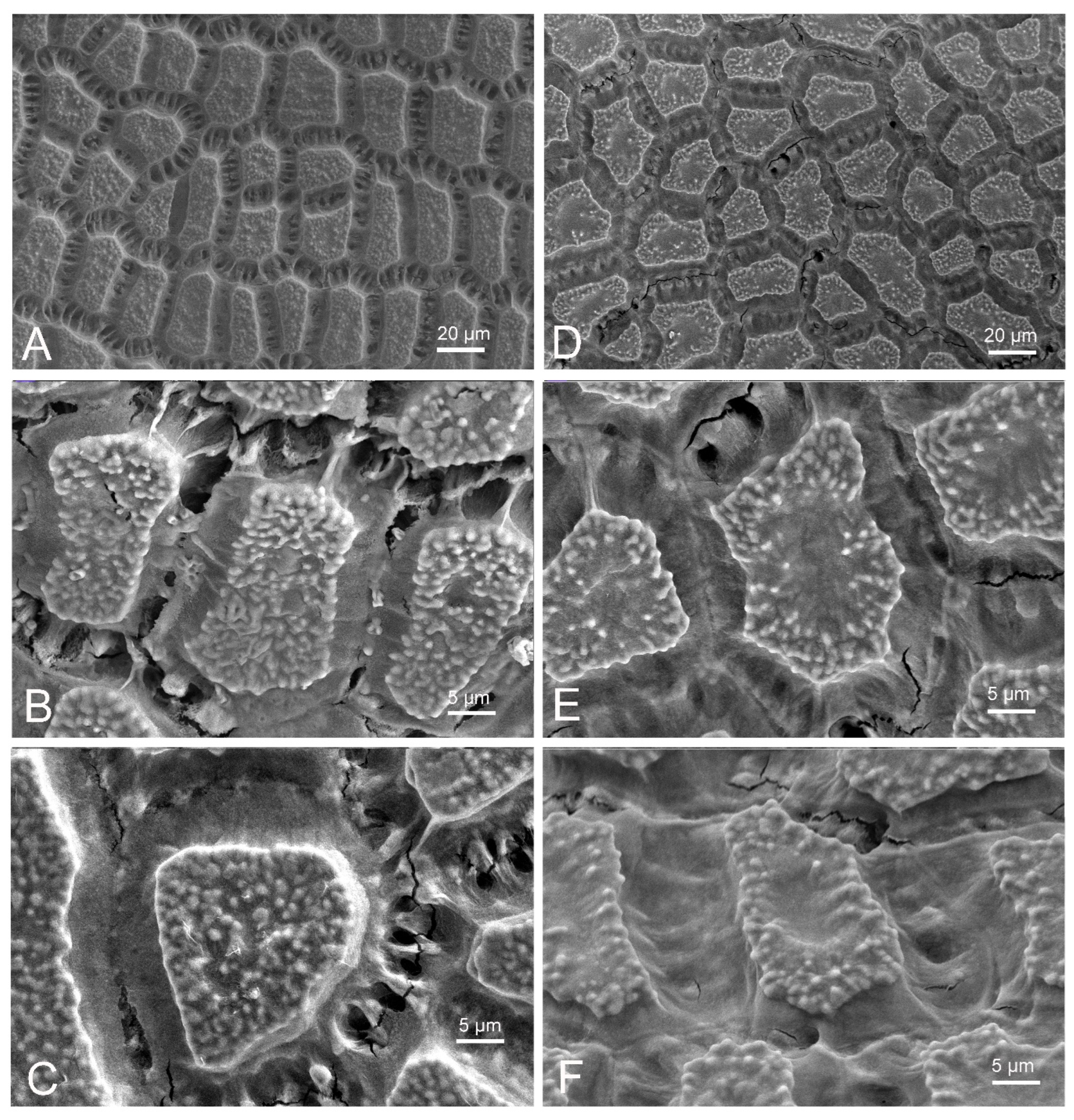 Plants 11 00426 g006