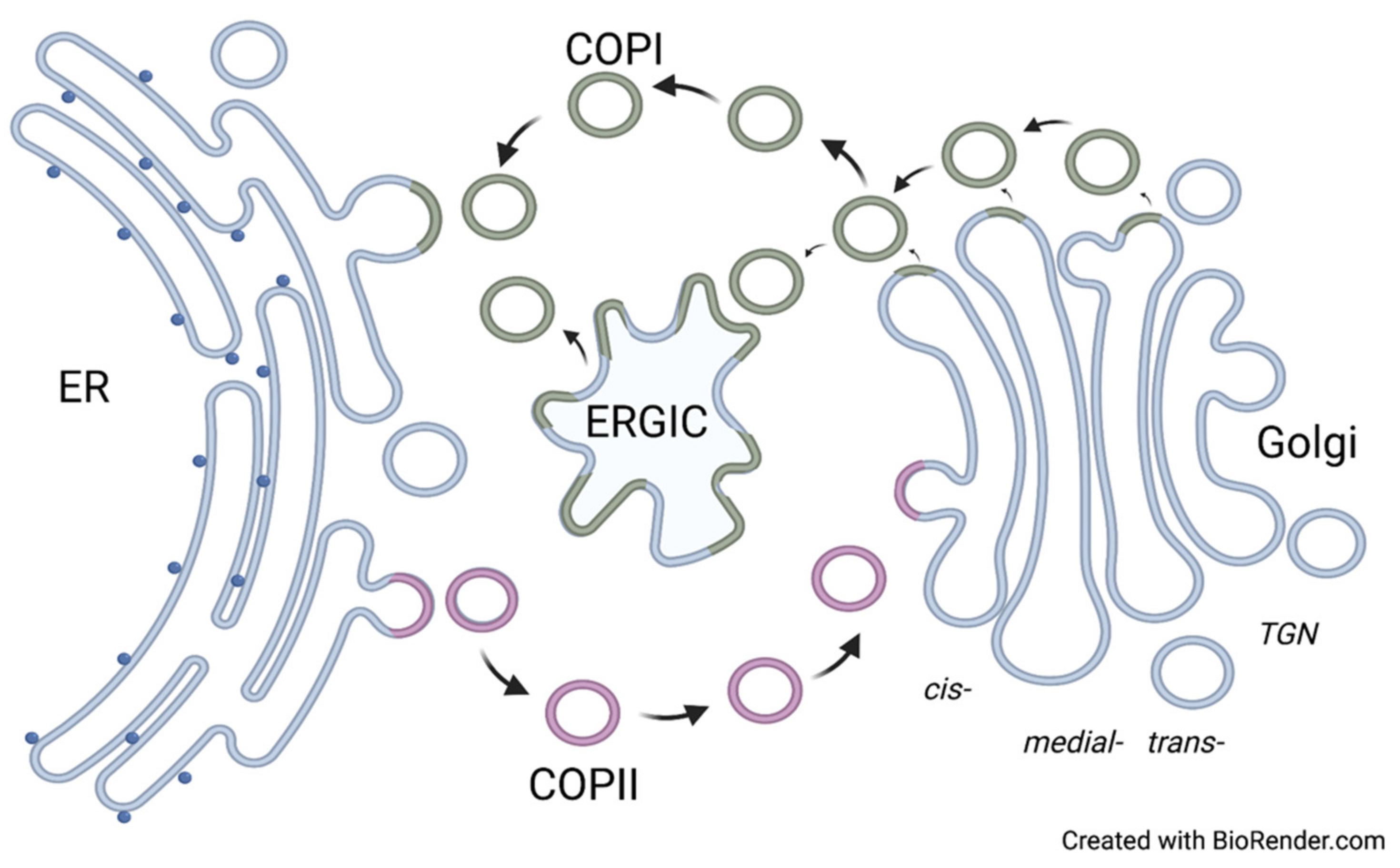 Plants 11 00428 g001