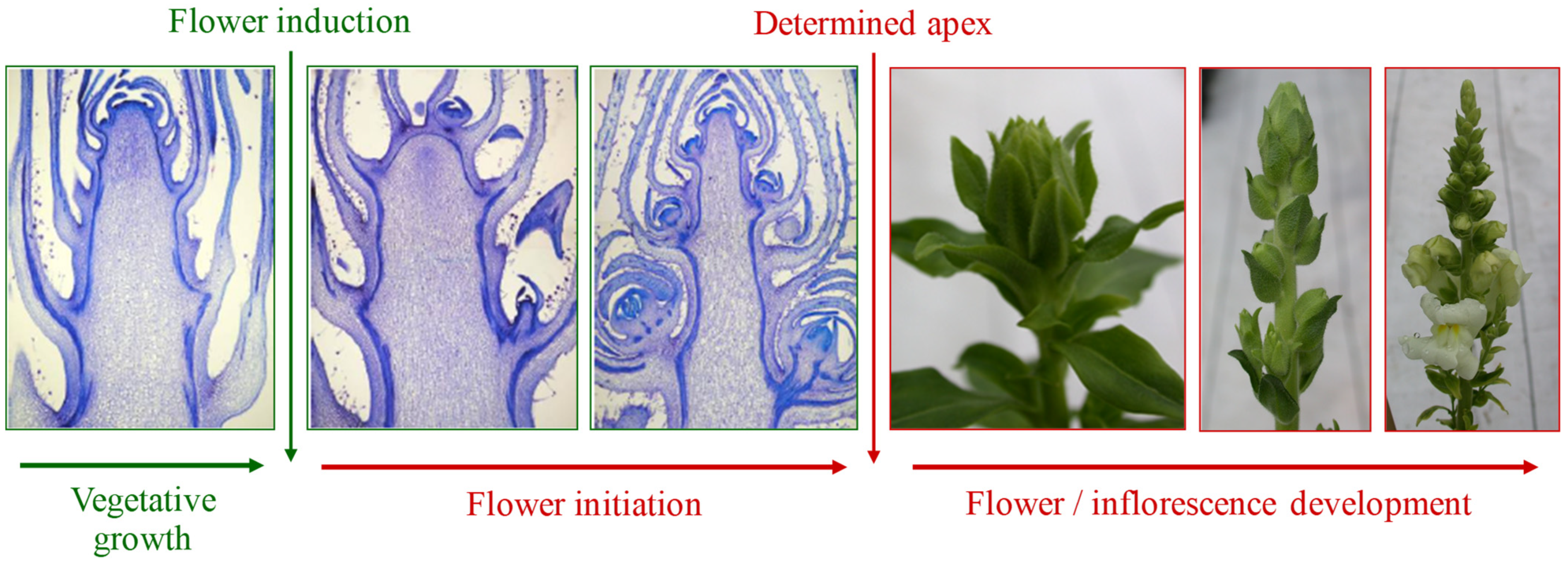 Plants | Free Full-Text | Flowering Mechanisms and Environmental Stimuli  for Flower Transition: Bases for Production Scheduling in Greenhouse  Floriculture