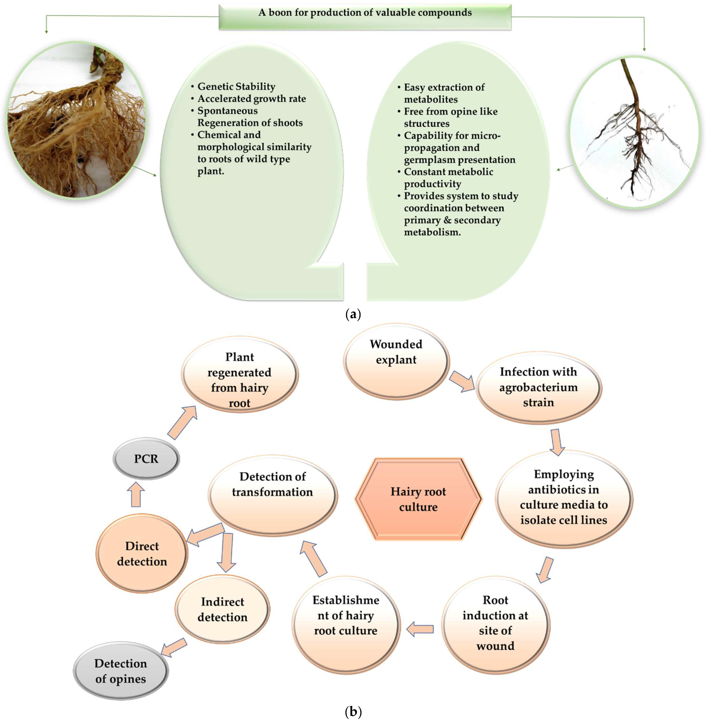 Plants 11 00439 g001a