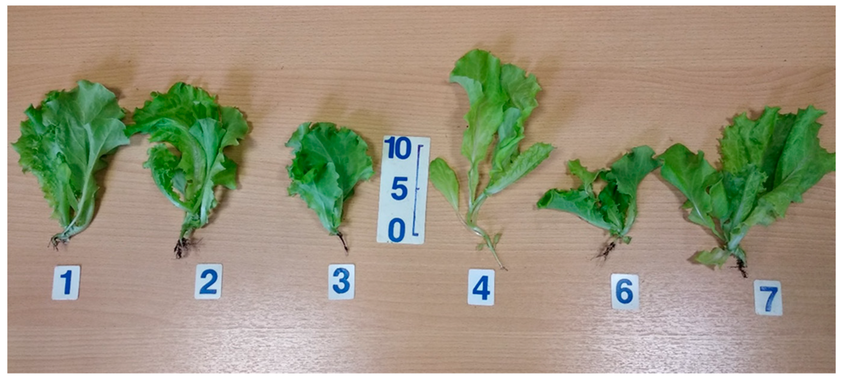 Plants 11 00441 g003 550