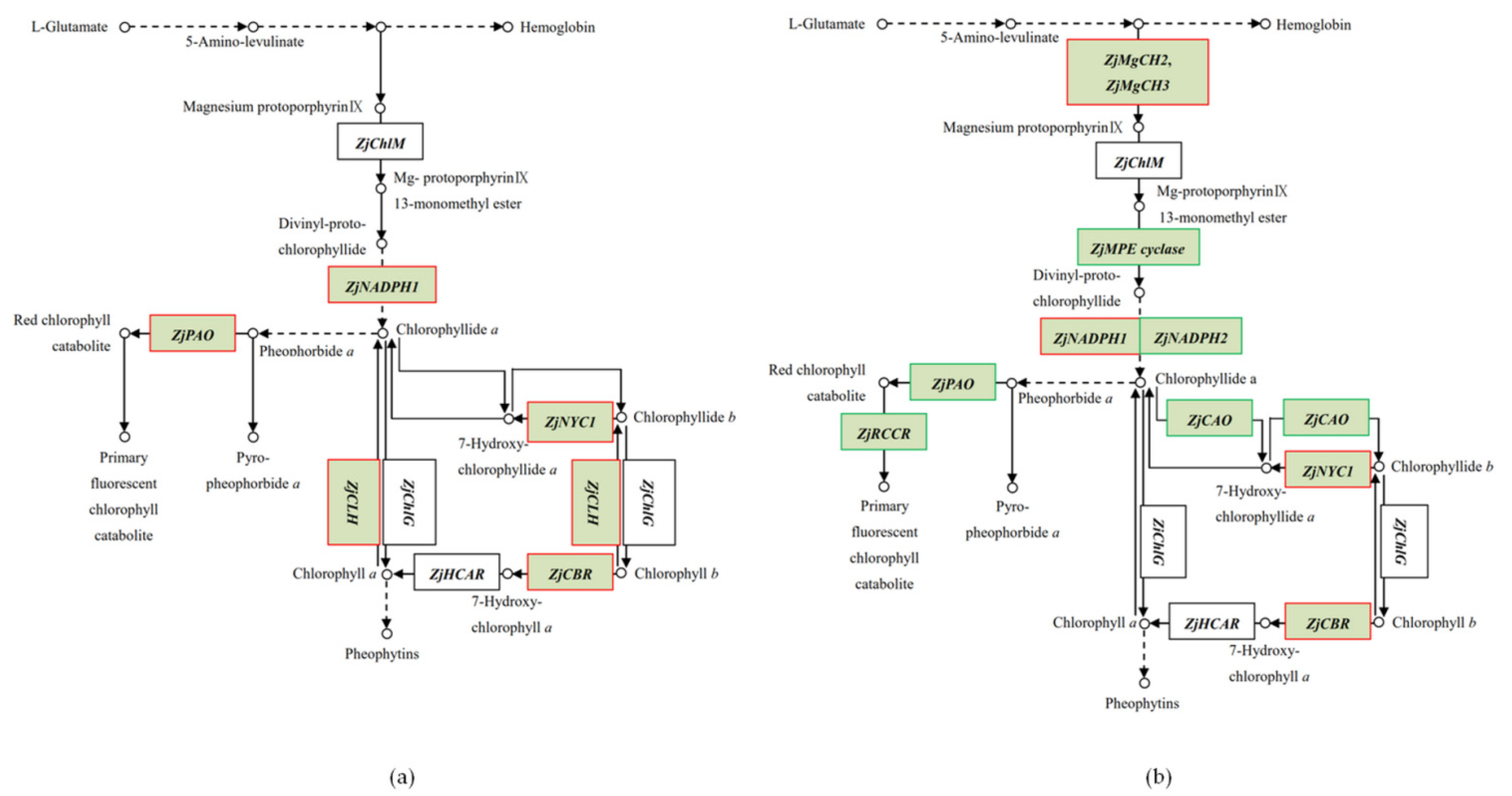 Plants 11 00442 g006 Plants 11 00442 g006