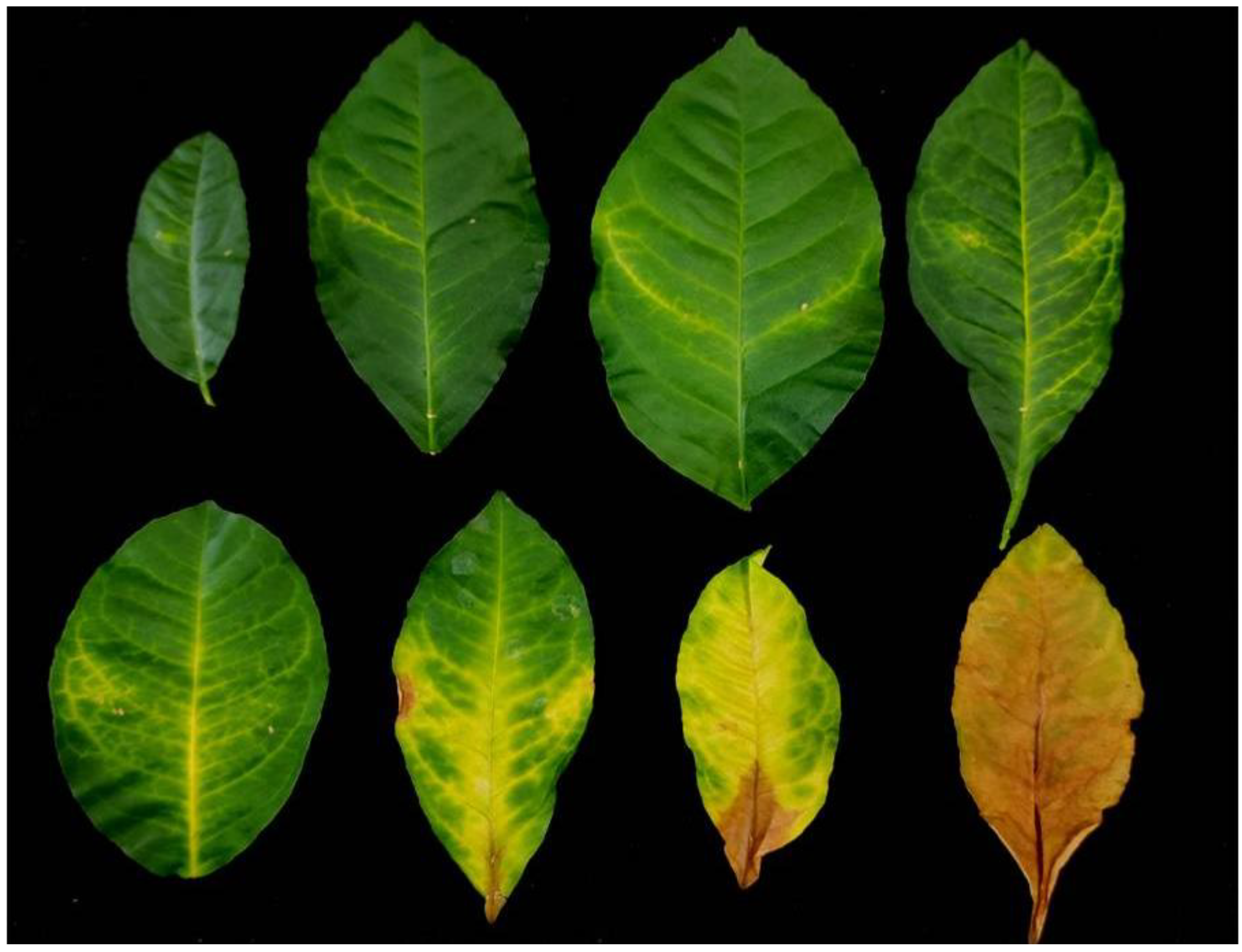 Plants 11 00446 g004