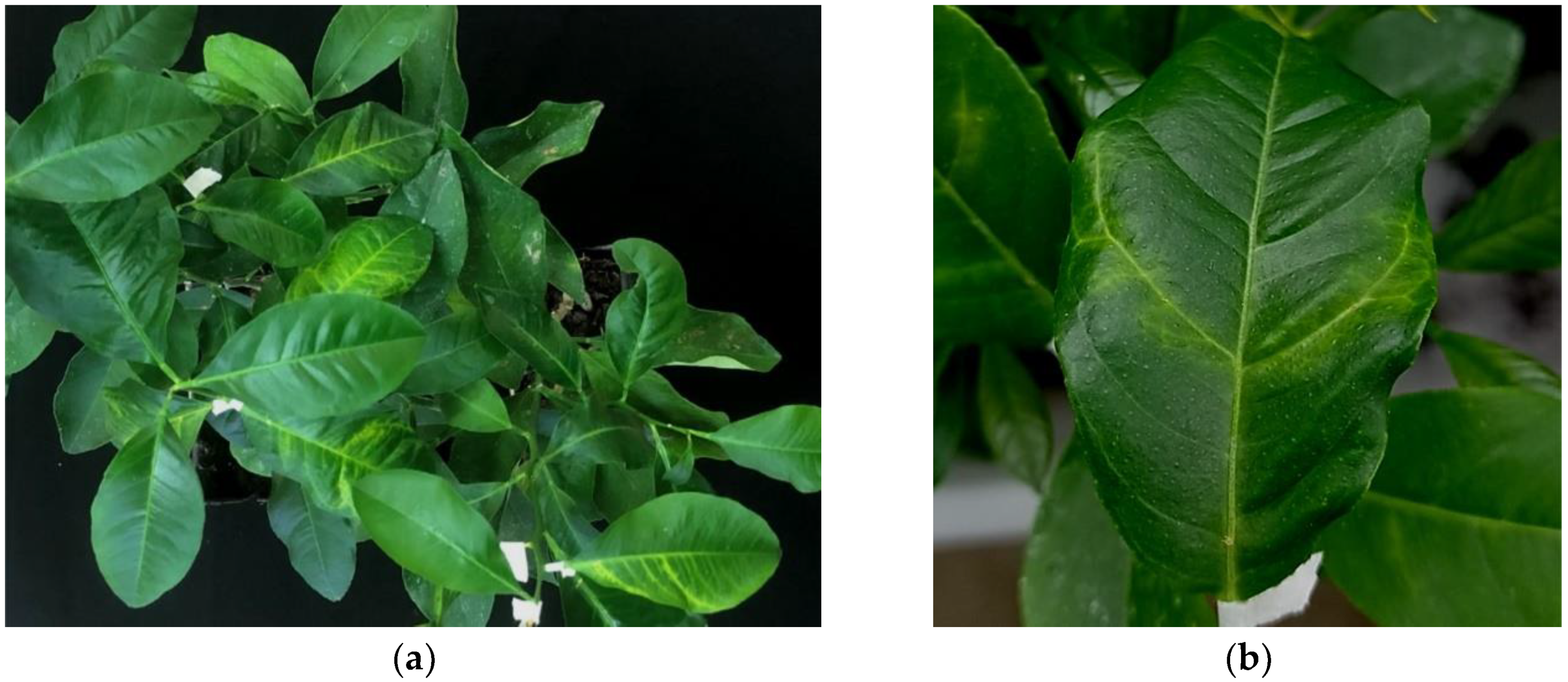 Plants 11 00446 g005