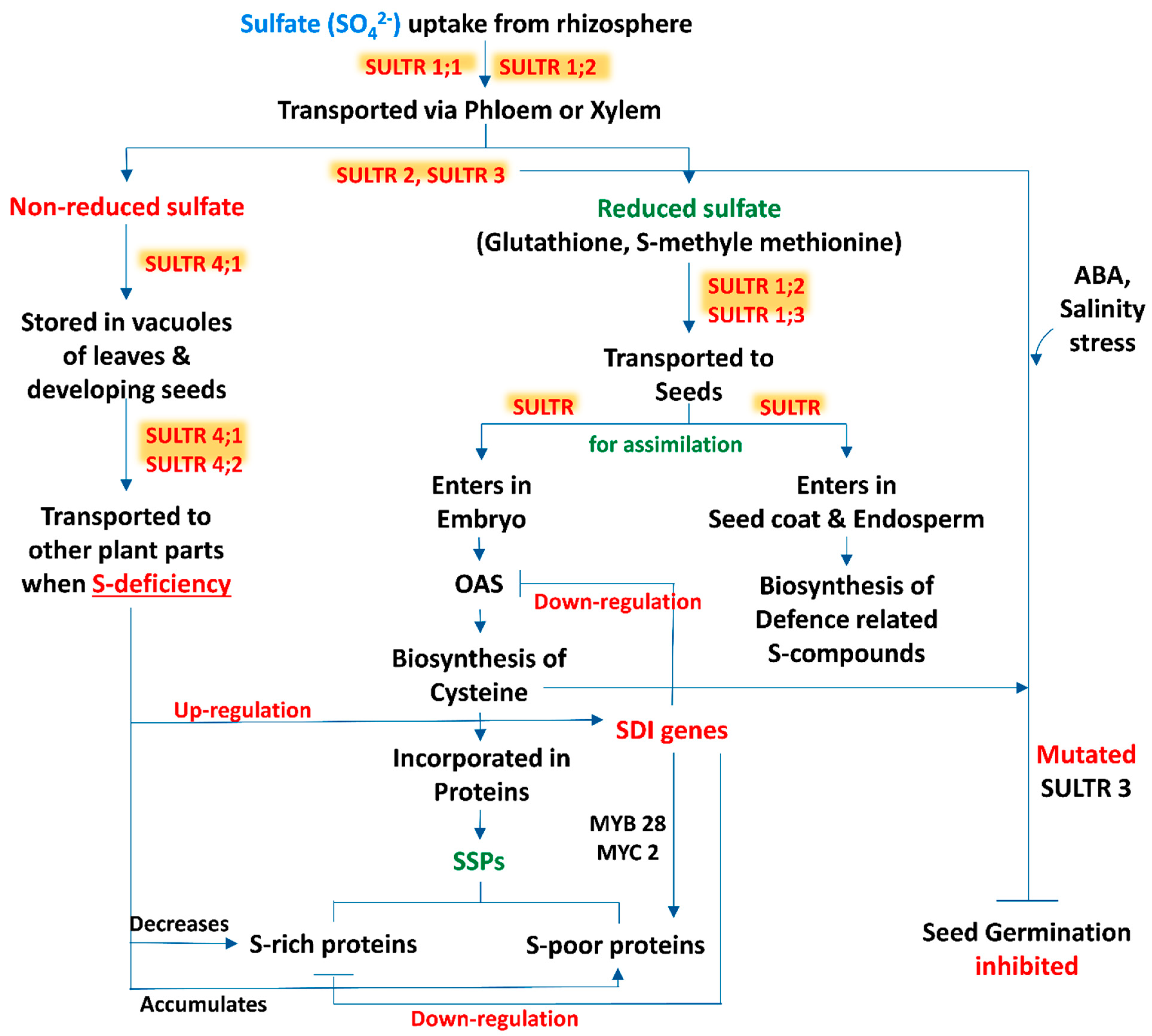 Plants 11 00450 g001