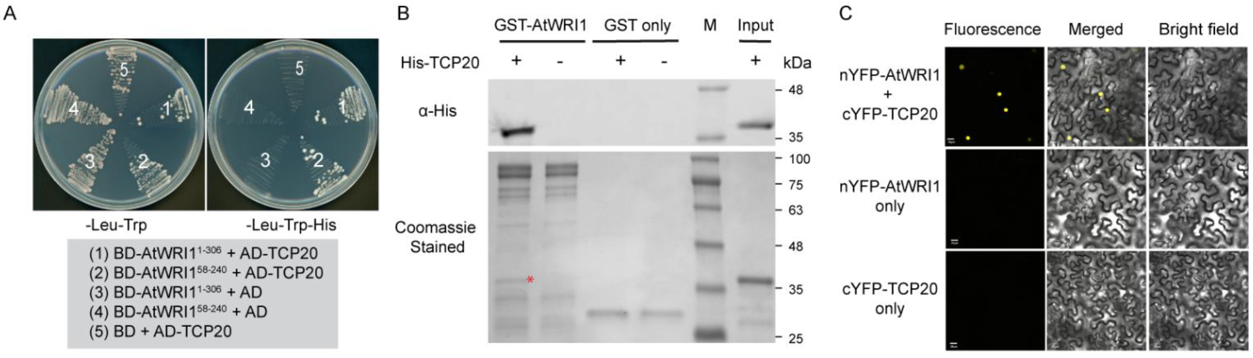 Plants 11 00454 g001 550