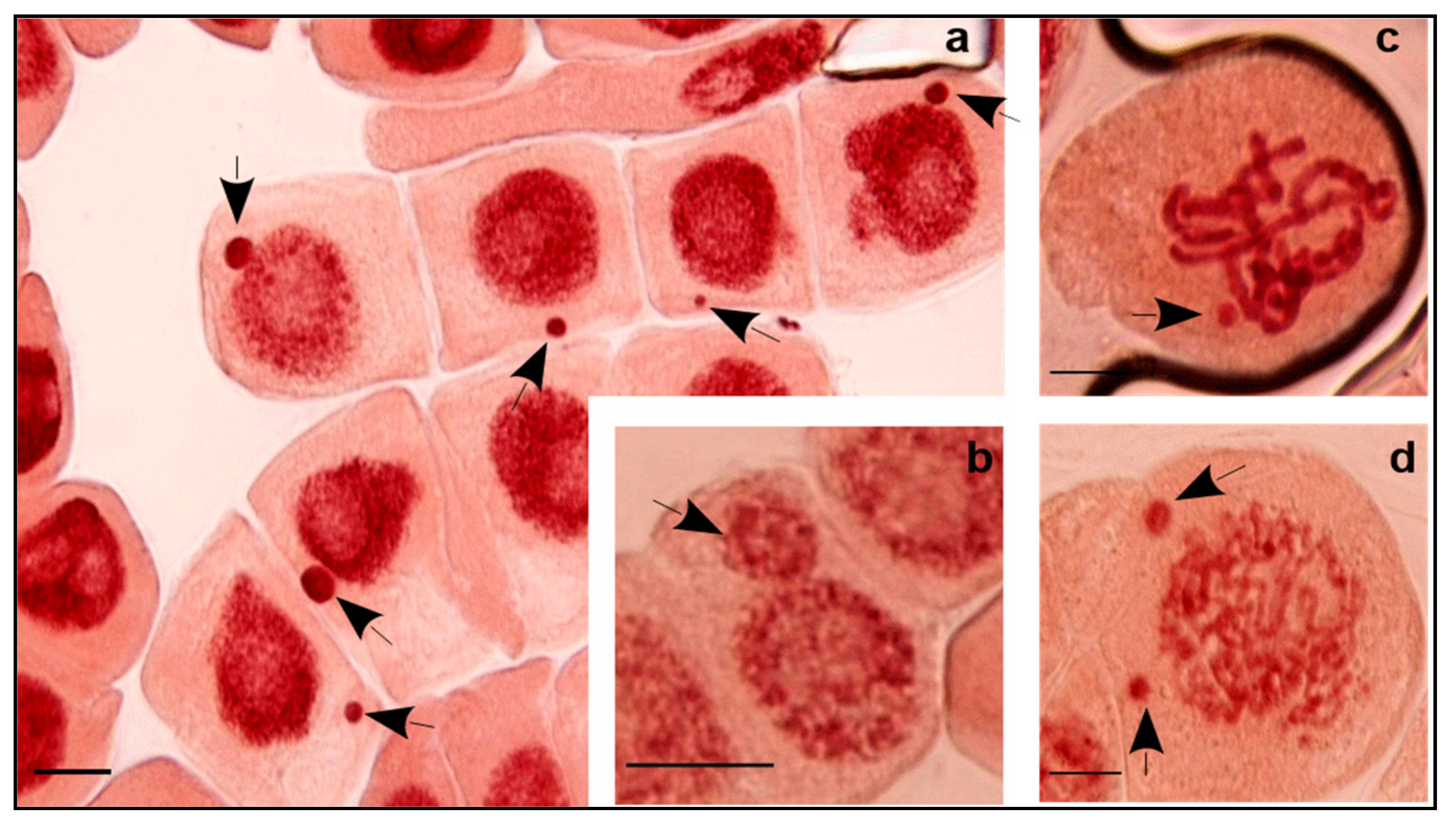 Plants 11 00462 g002 550