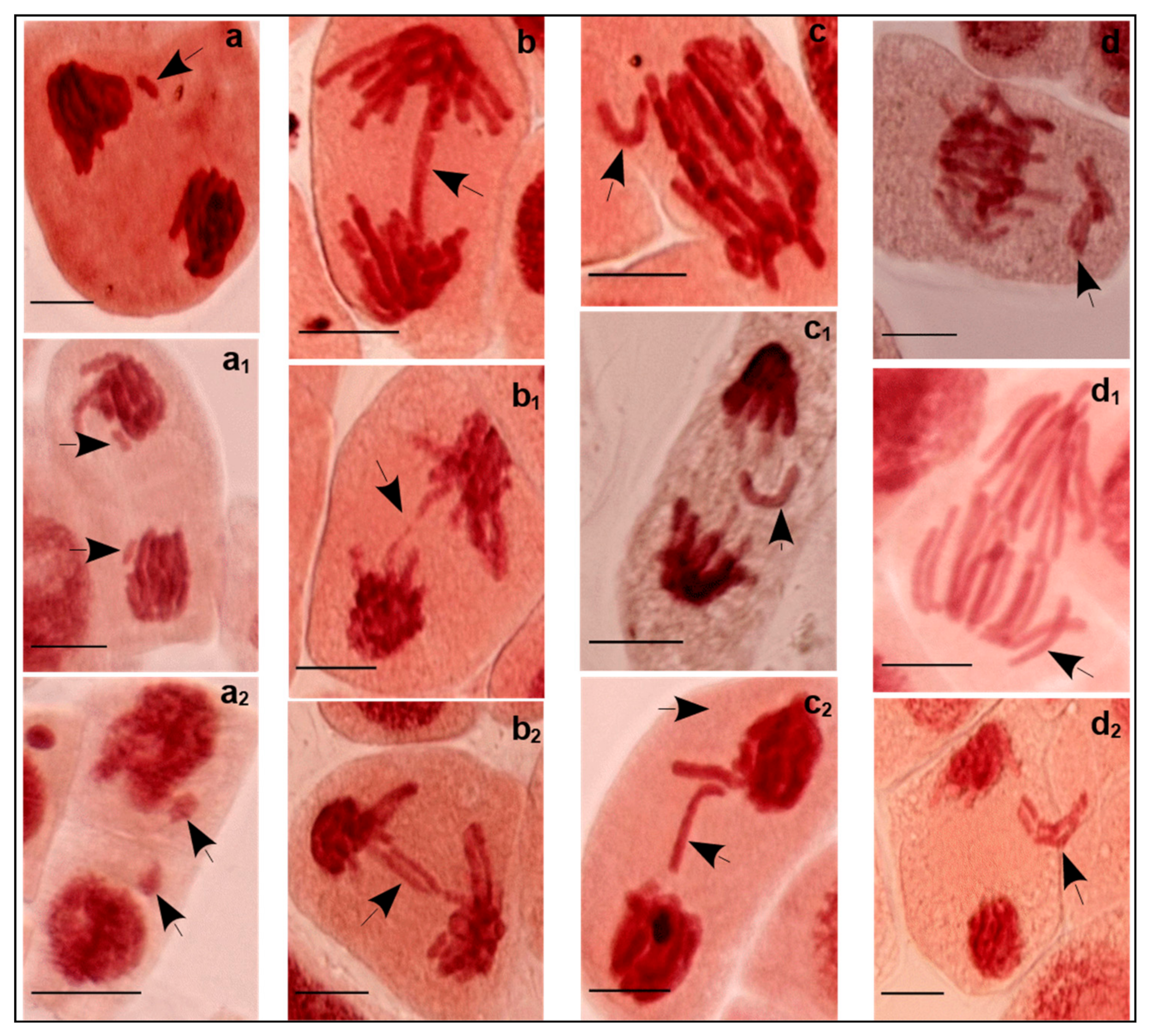 Plants 11 00462 g003 550