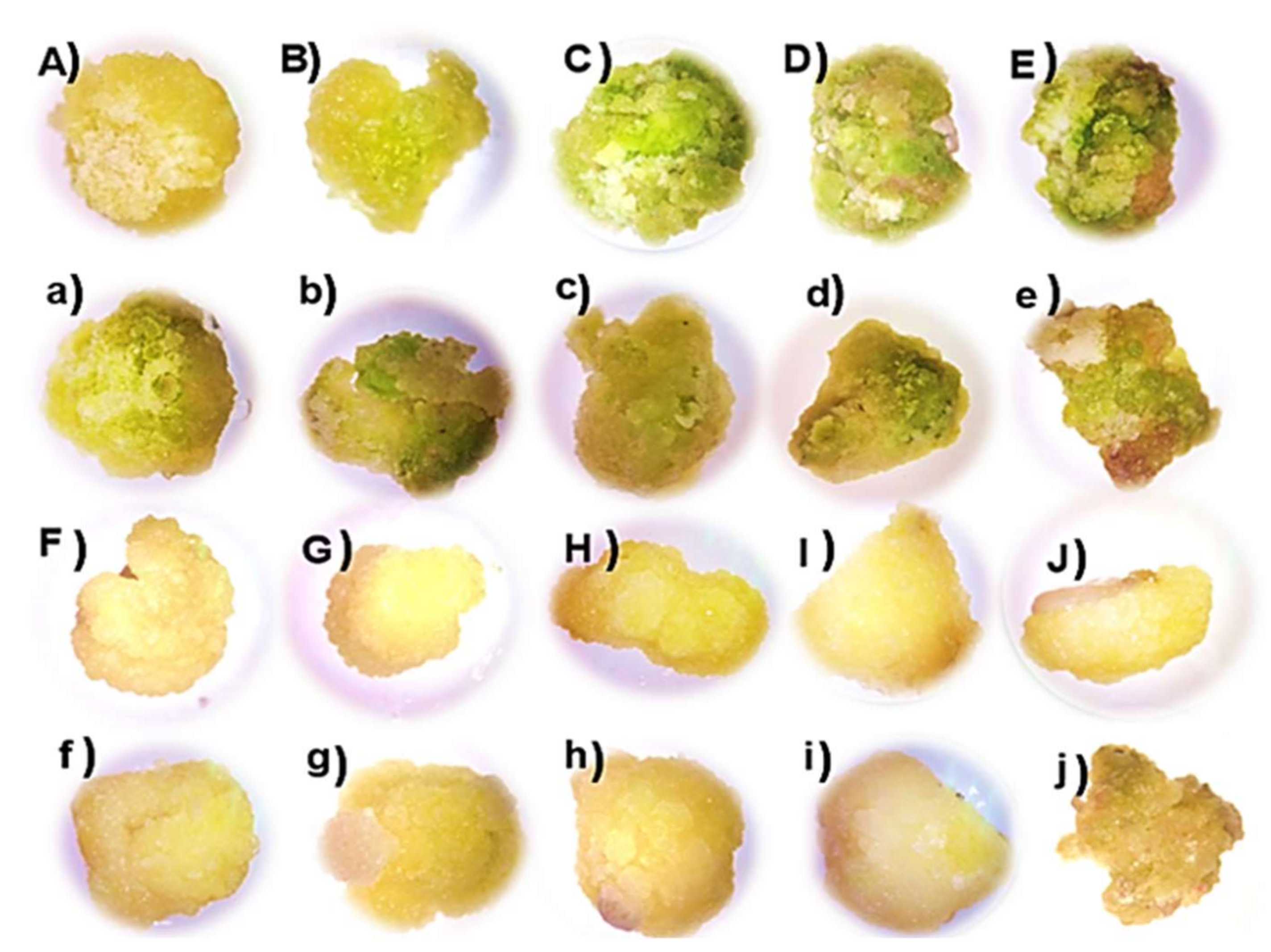 Plants 11 00473 g003