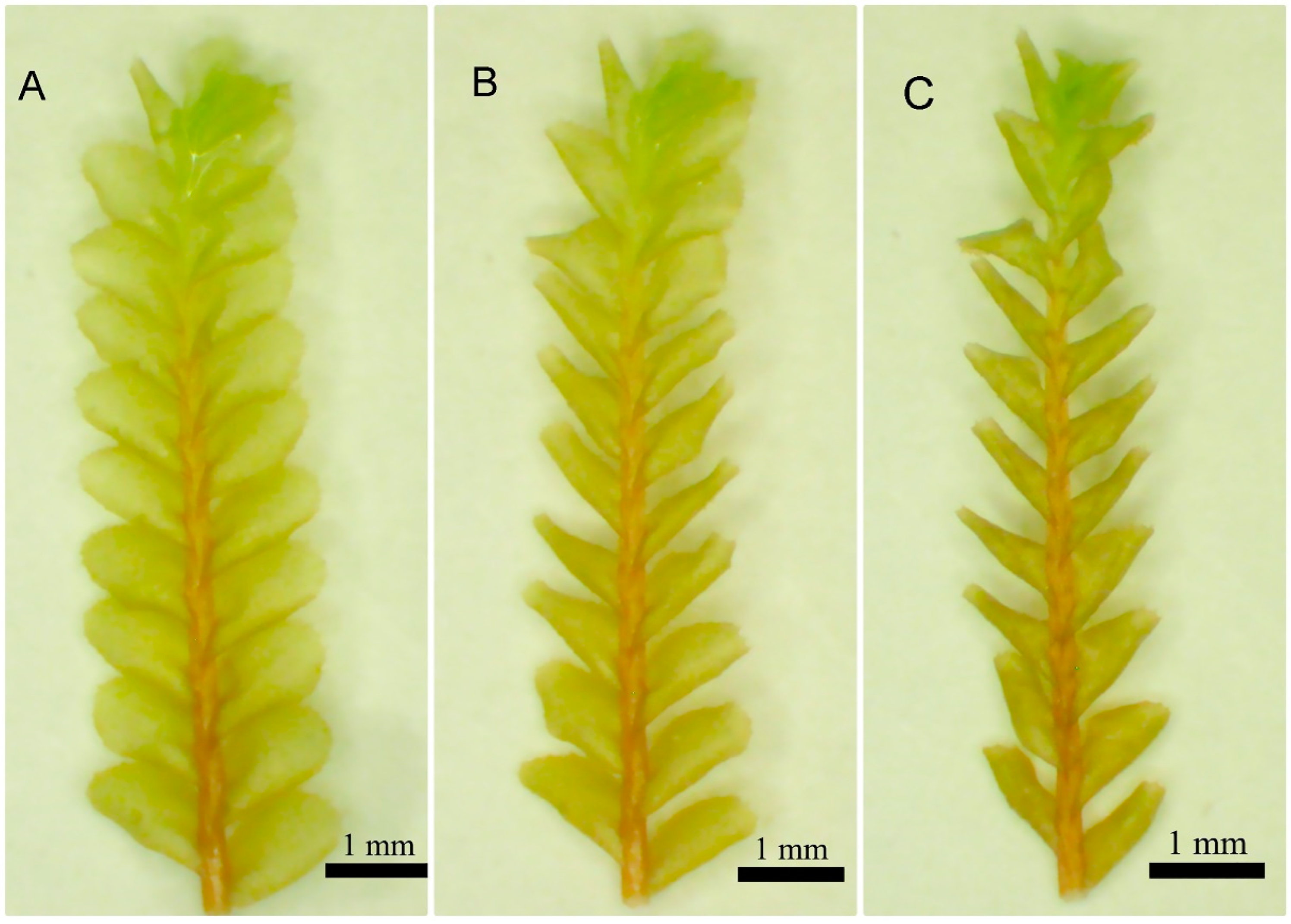 Plants 11 00478 g001 Plants 11 00478 g001