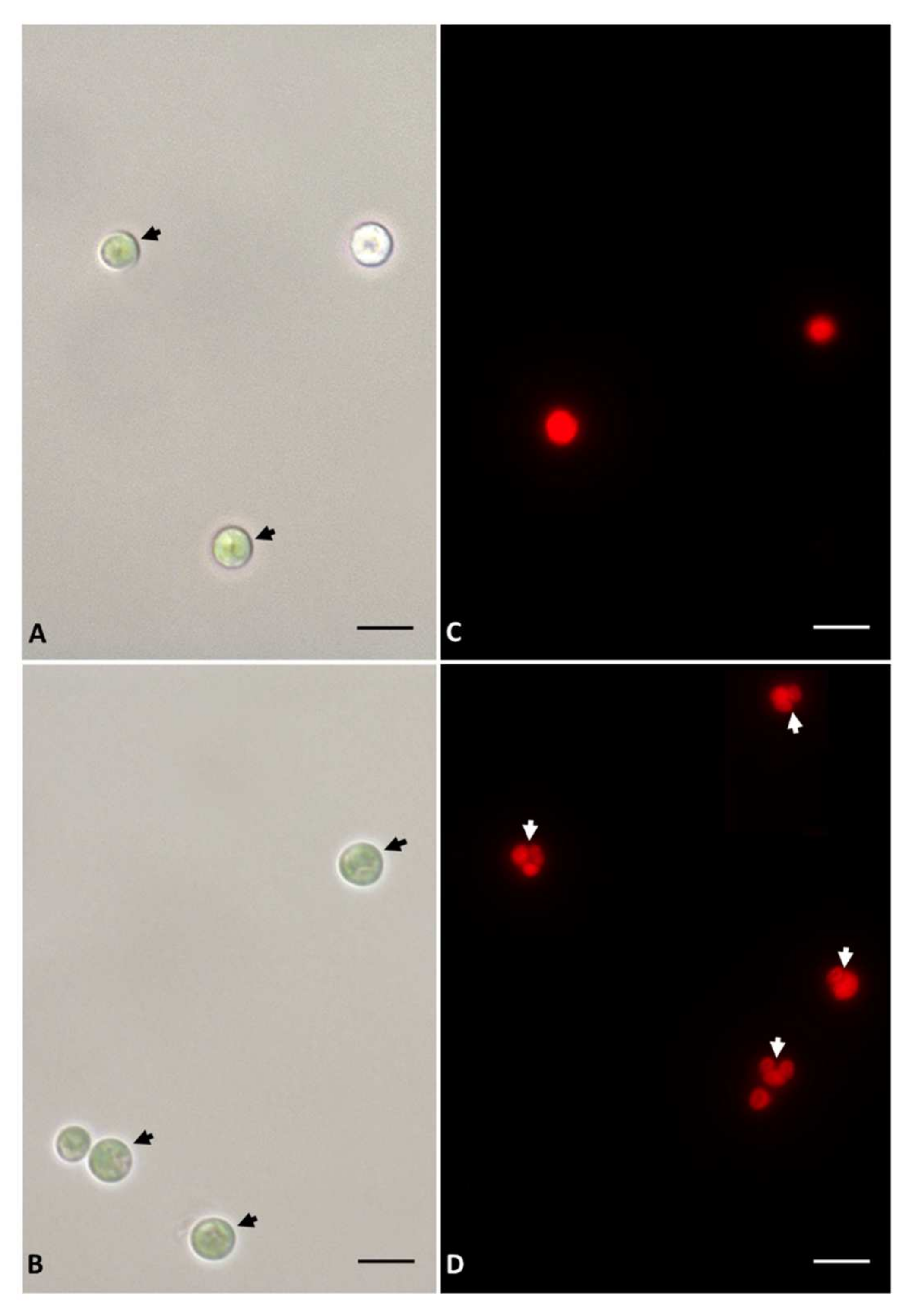 Plants 11 00481 g002