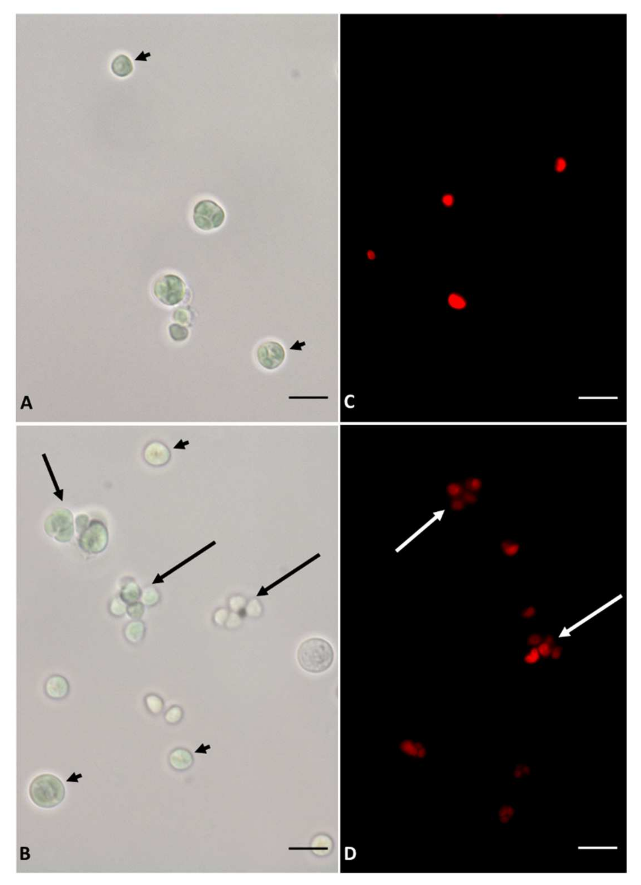 Plants 11 00481 g003