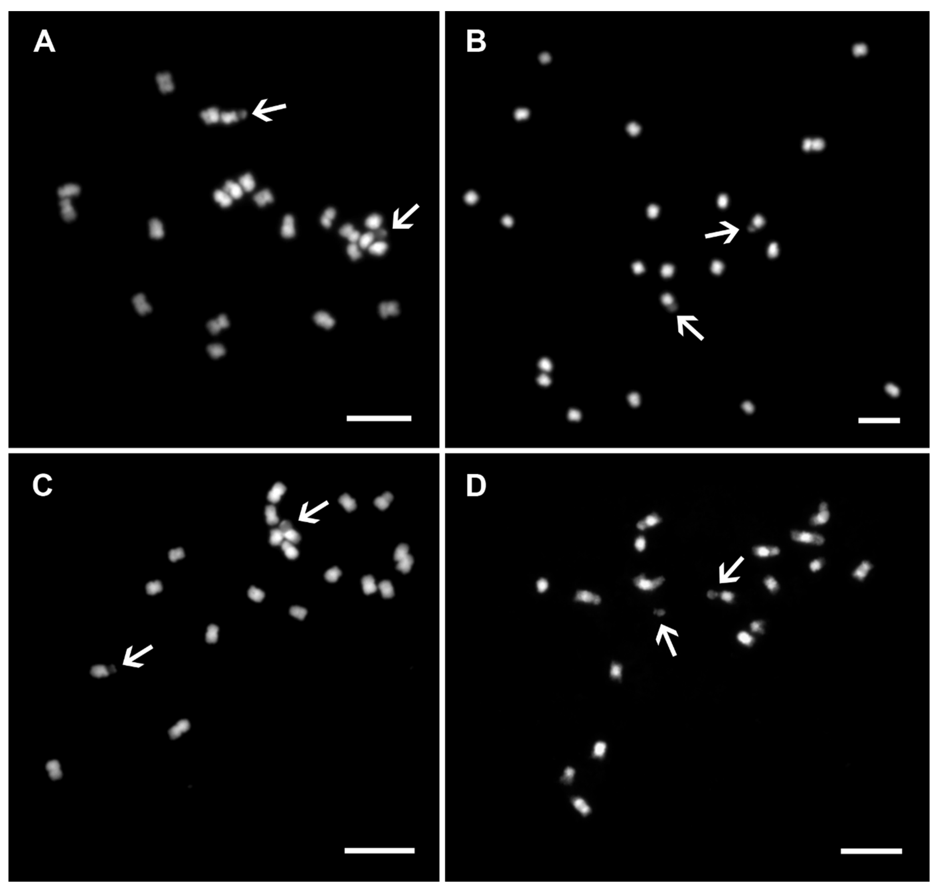 Plants 11 00482 g004 Plants 11 00482 g004