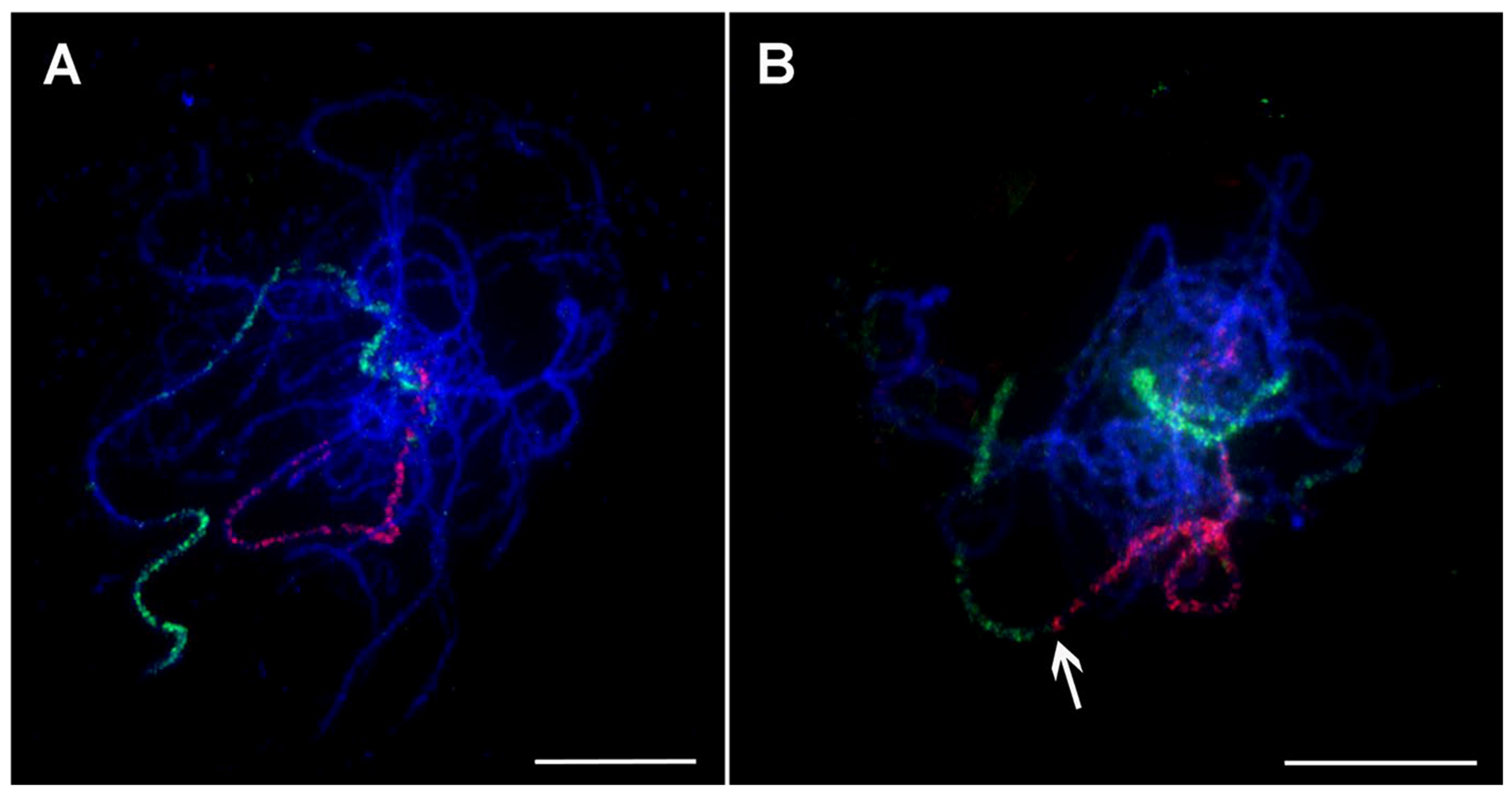 Plants 11 00482 g006 Plants 11 00482 g006