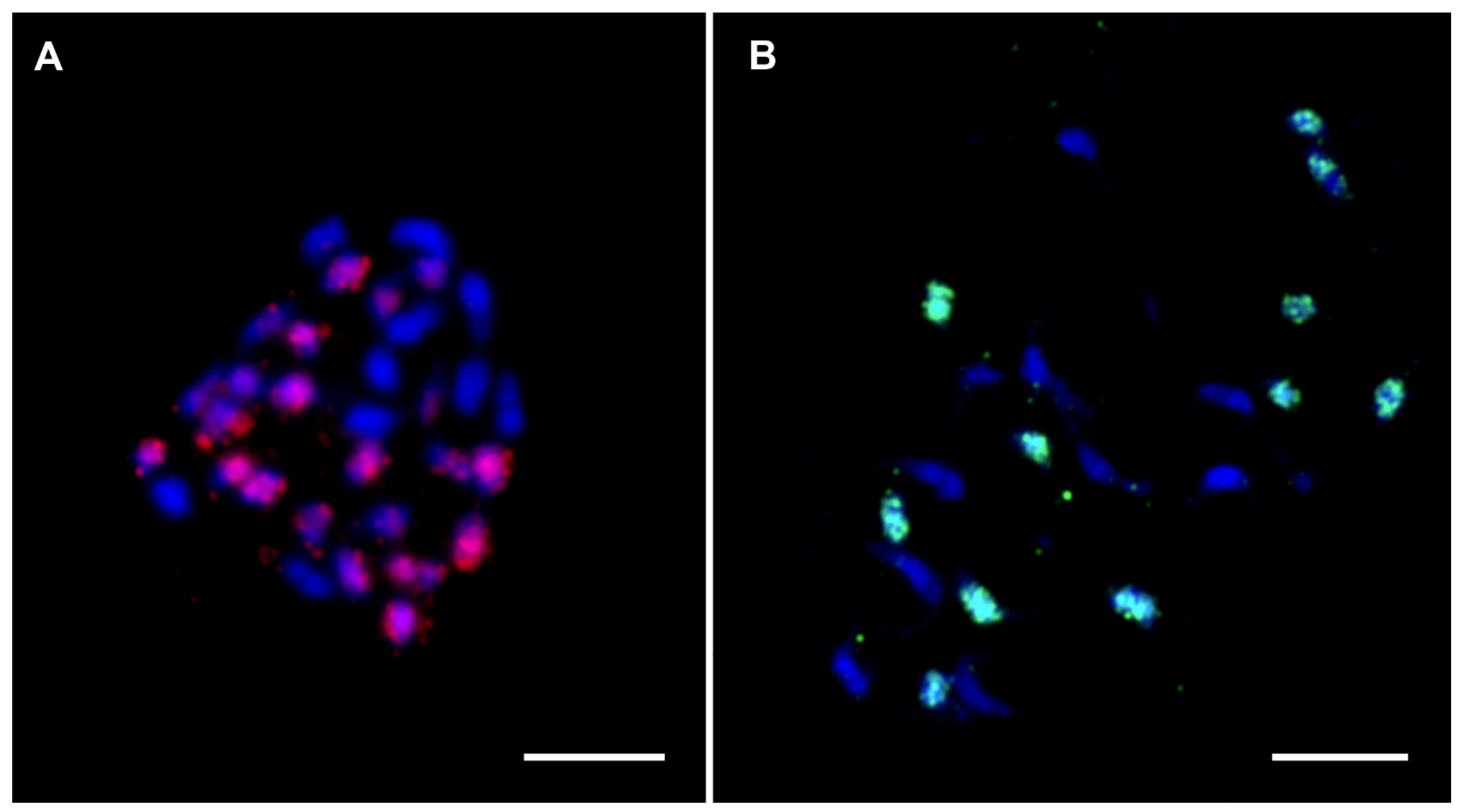 Plants 11 00482 g008 Plants 11 00482 g008