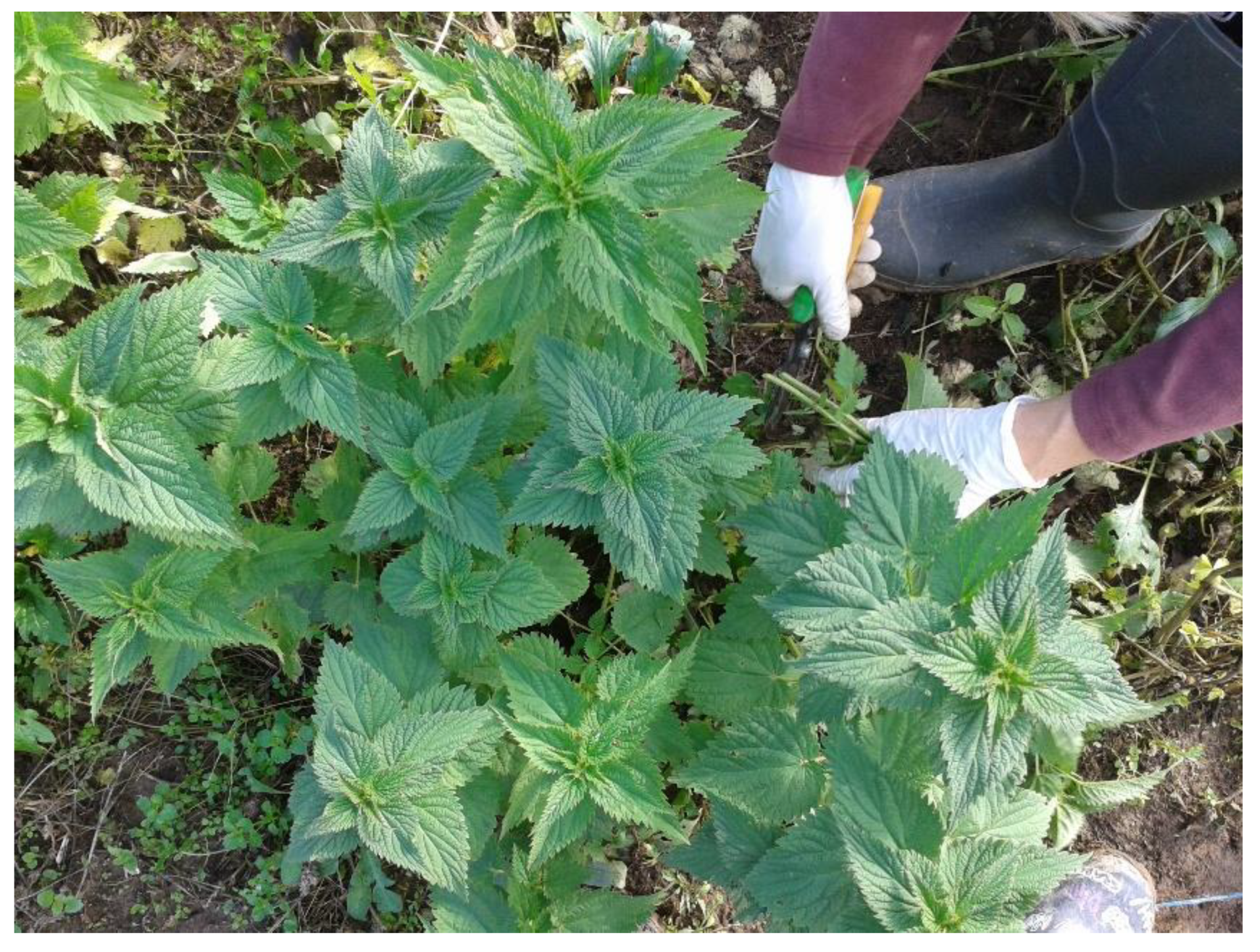 Plants 11 00483 g003 550