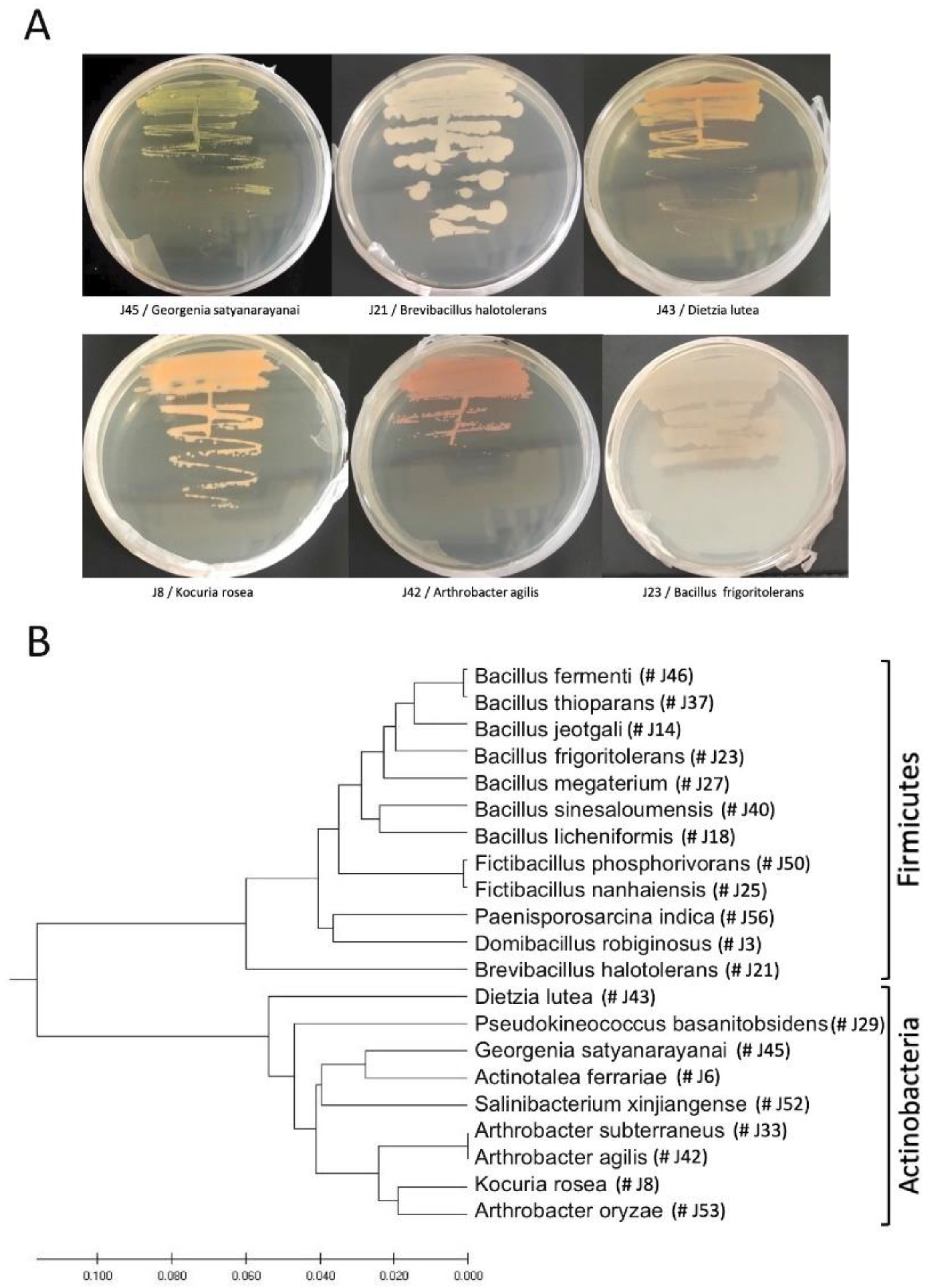 Plants 11 00484 g002