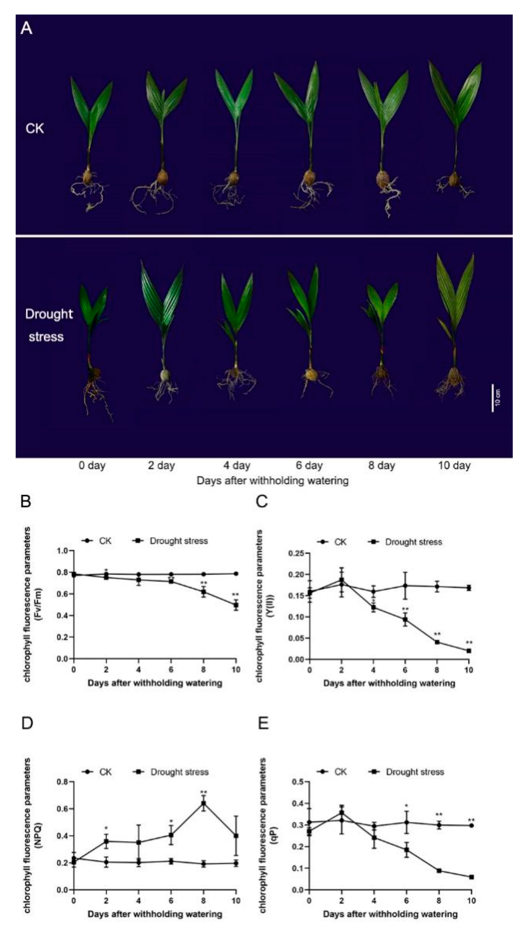 Plants 11 00487 g001 550