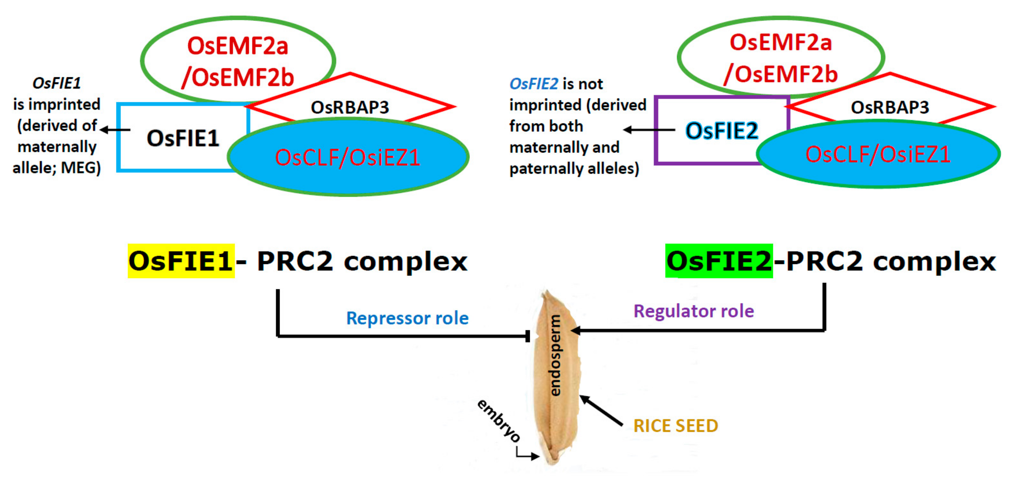 Plants 11 00490 g001 550