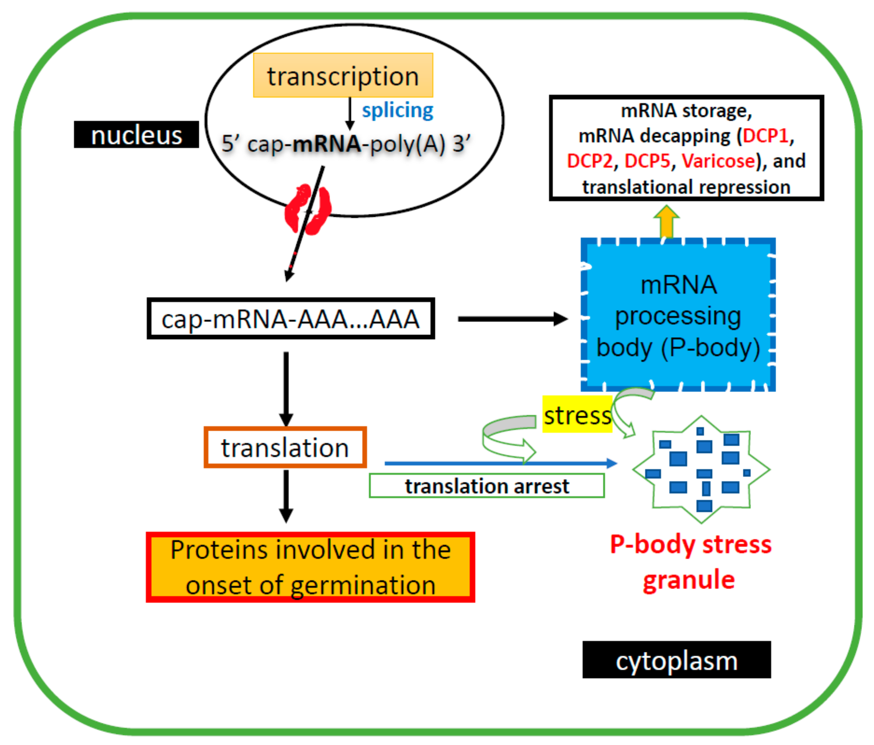 Plants 11 00490 g002 550