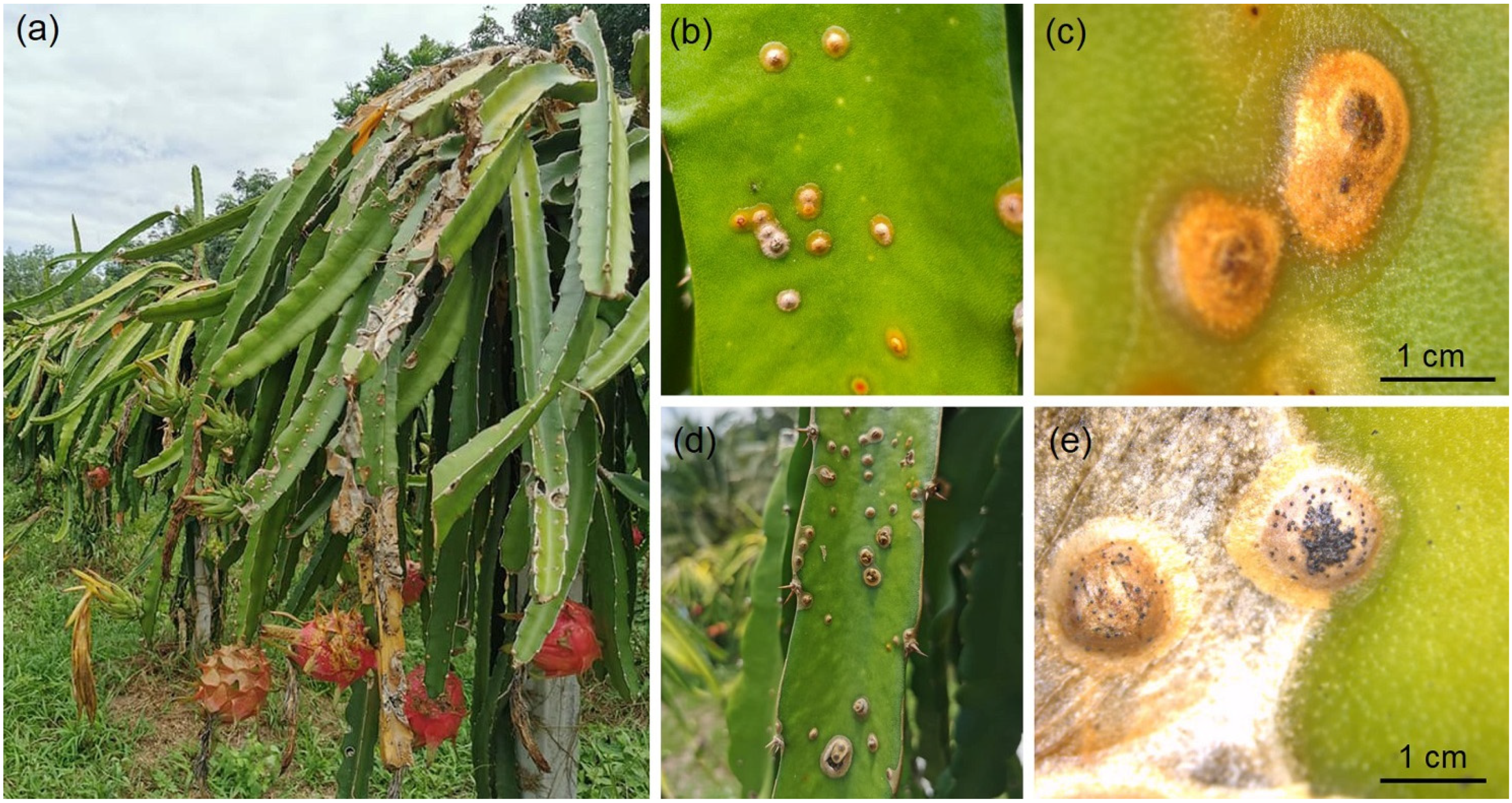 Plants 11 00504 g001 550