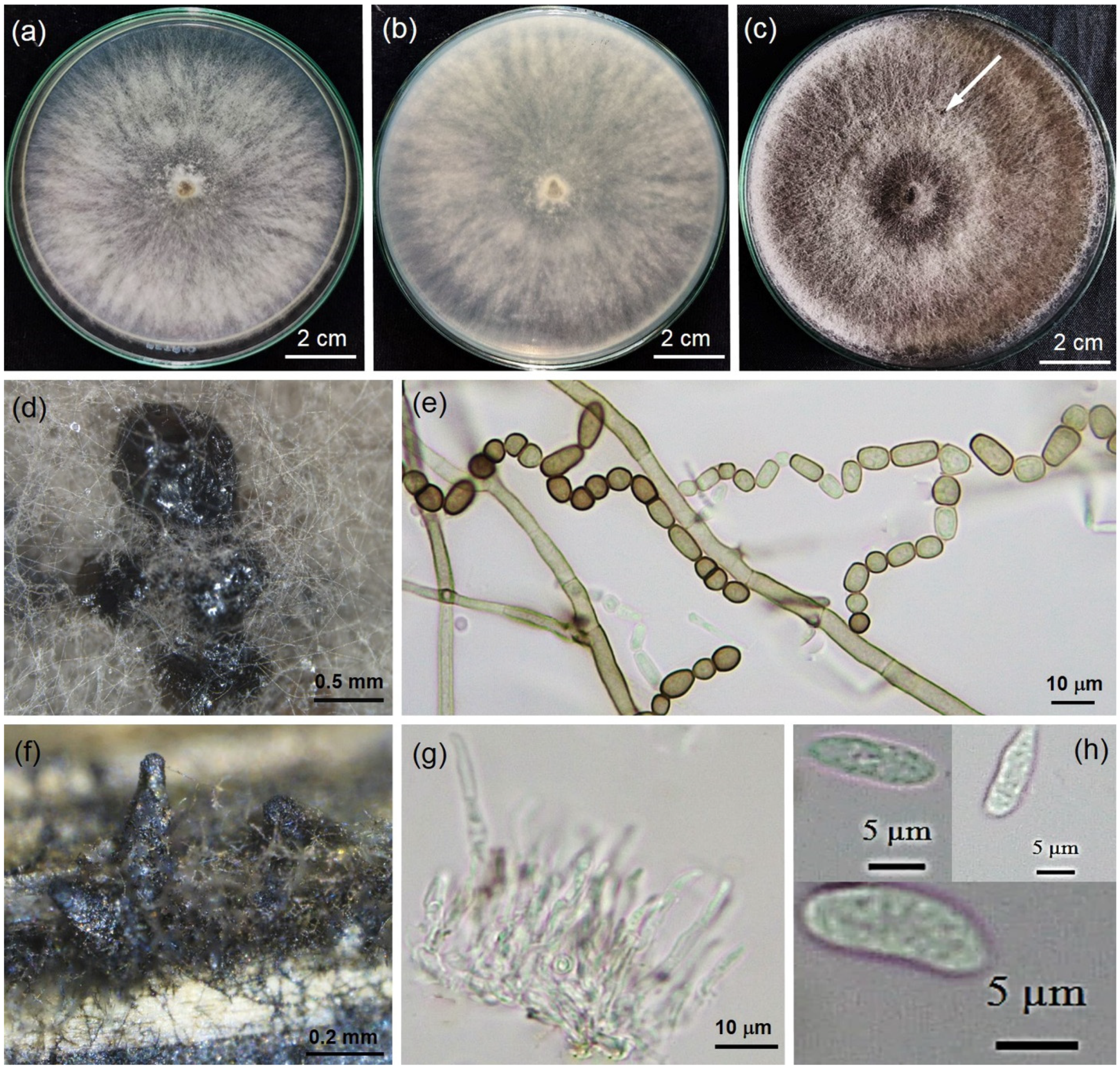 Plants 11 00504 g002 550