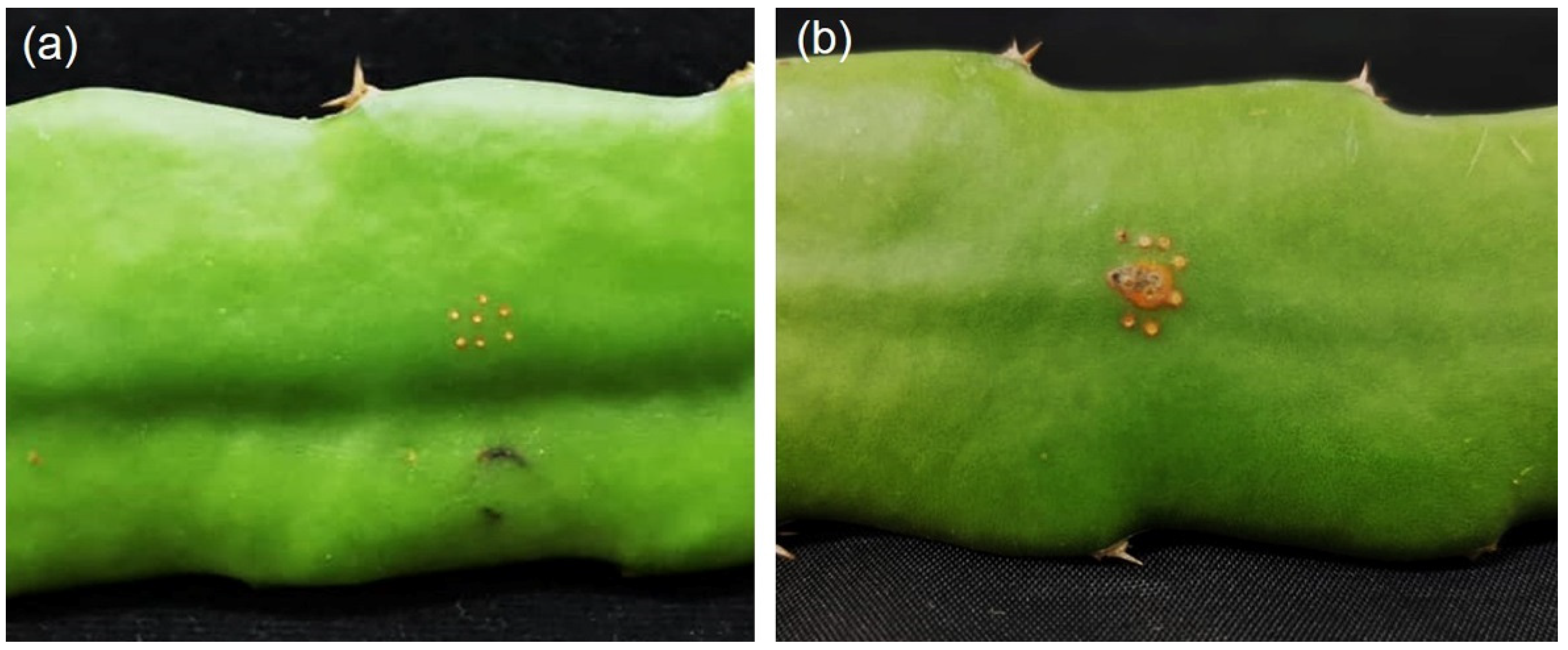 Plants 11 00504 g004 550