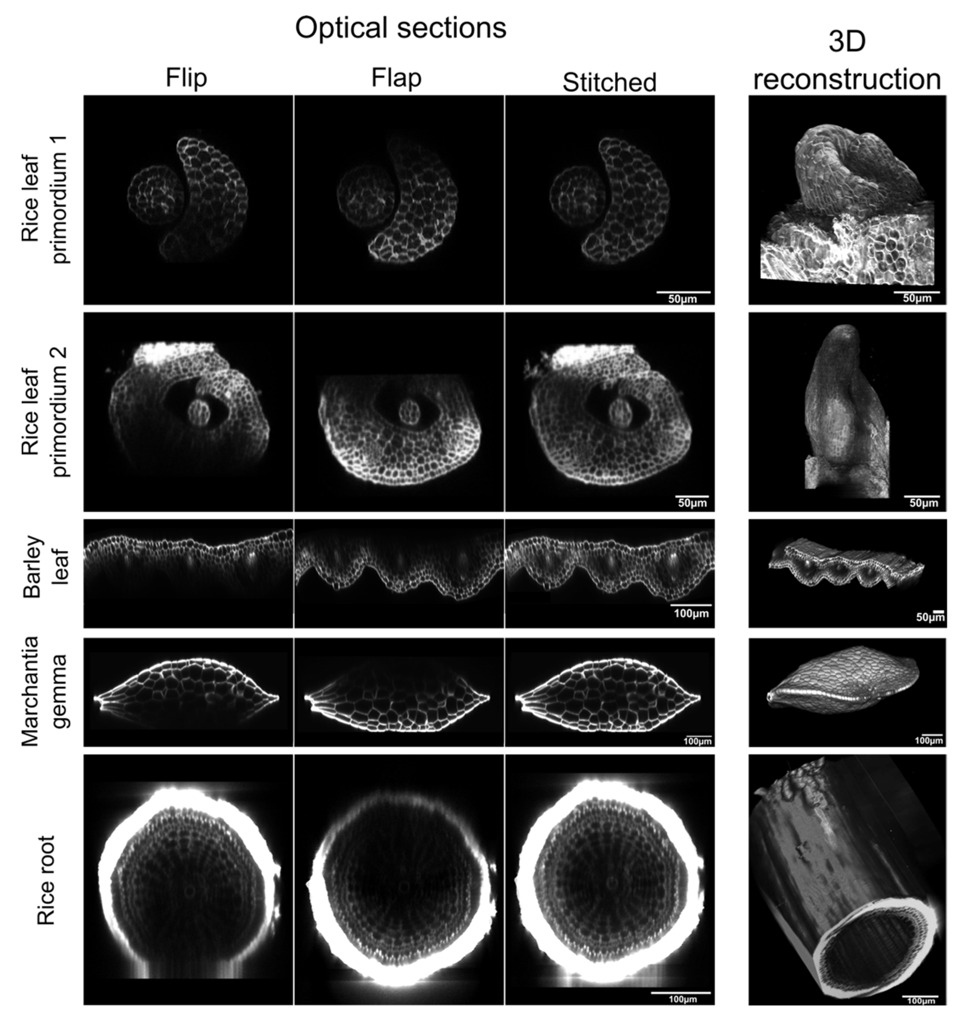 Plants 11 00506 g002