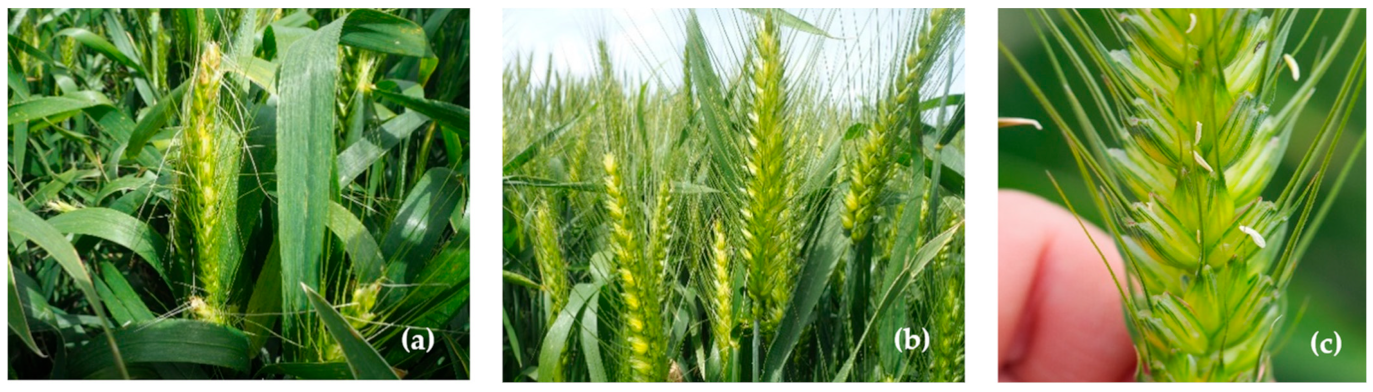 Plants 11 00508 g001