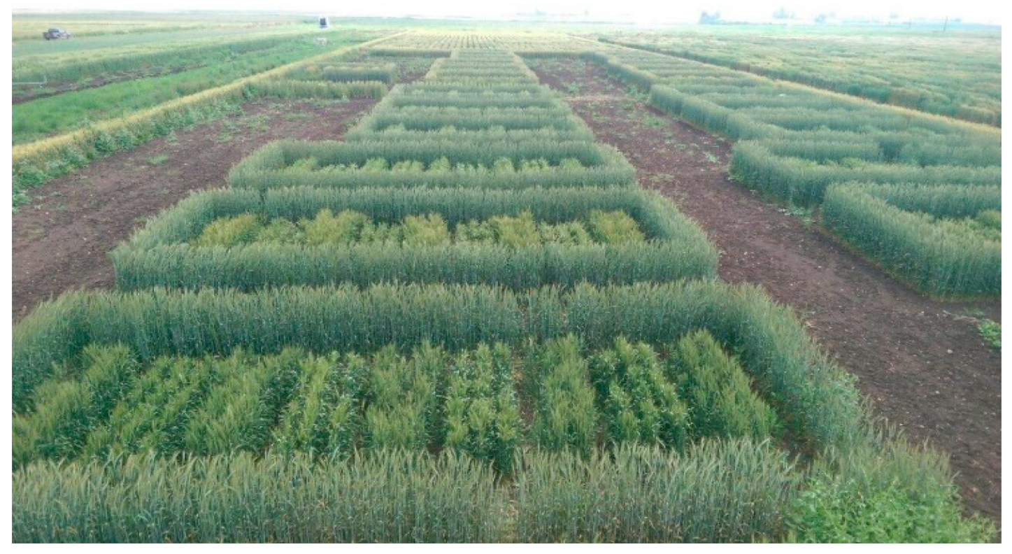 Plants 11 00508 g003