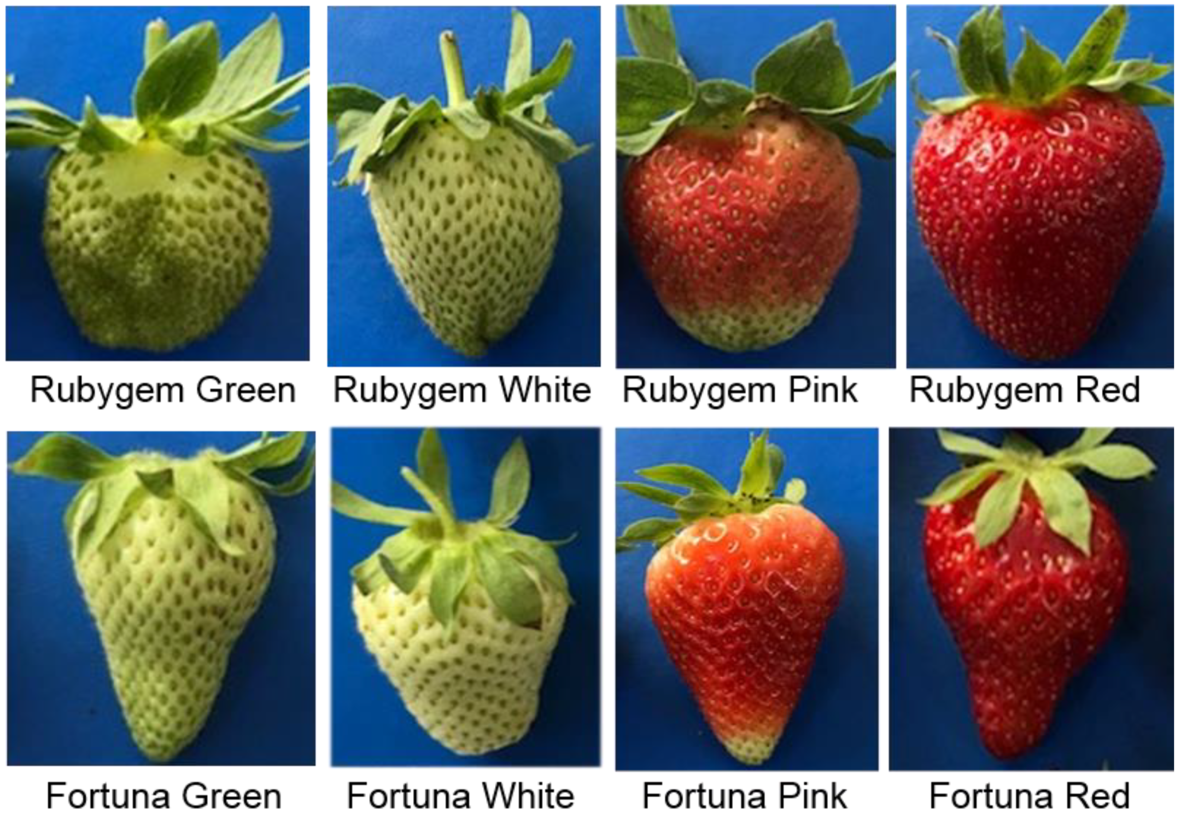 Plants 11 00509 g001 550