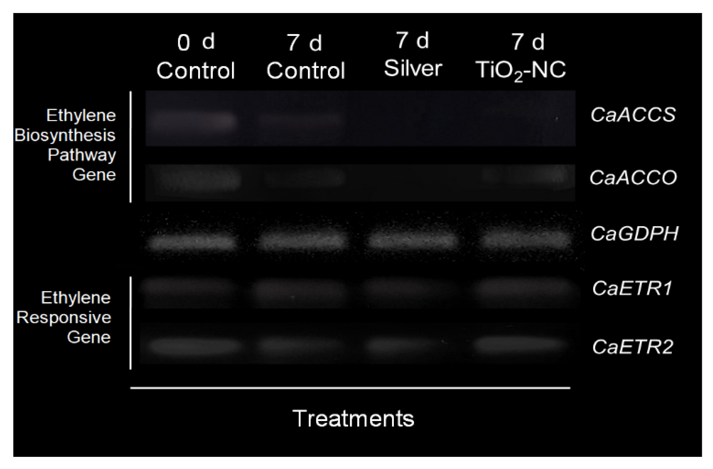 Plants 11 00513 g005 550