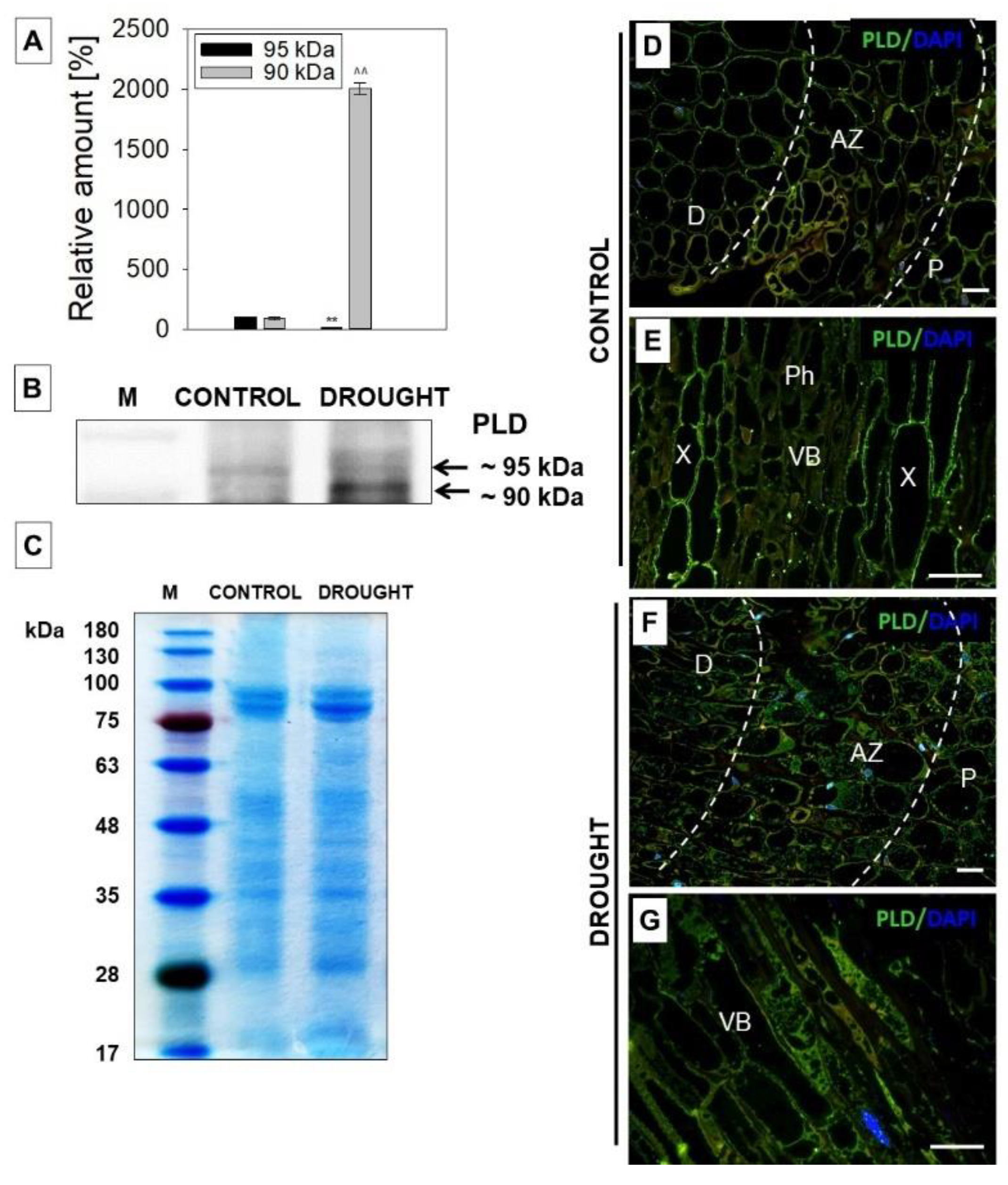 Plants 11 00527 g002 Plants 11 00527 g002
