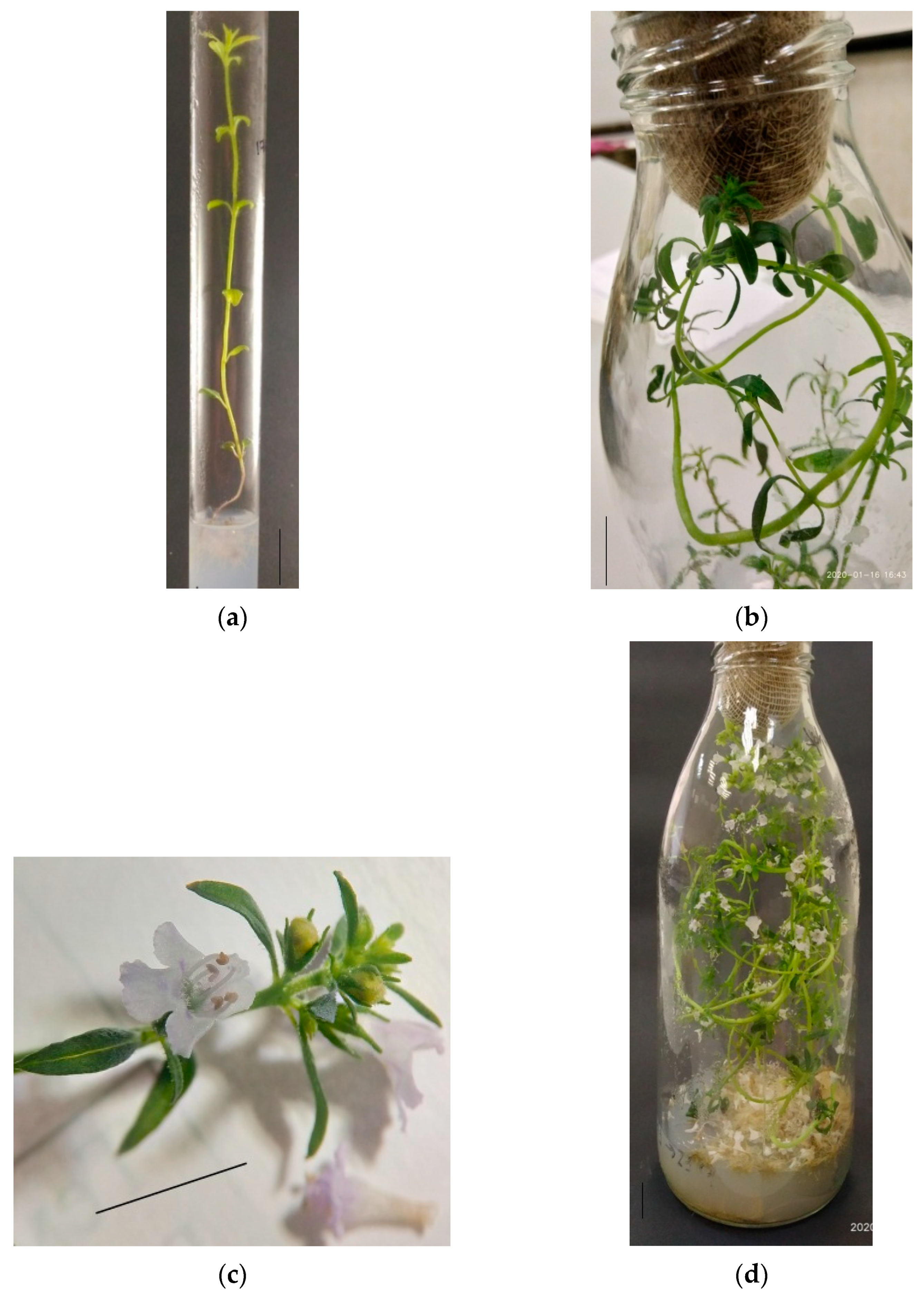 Plants 11 00533 g001